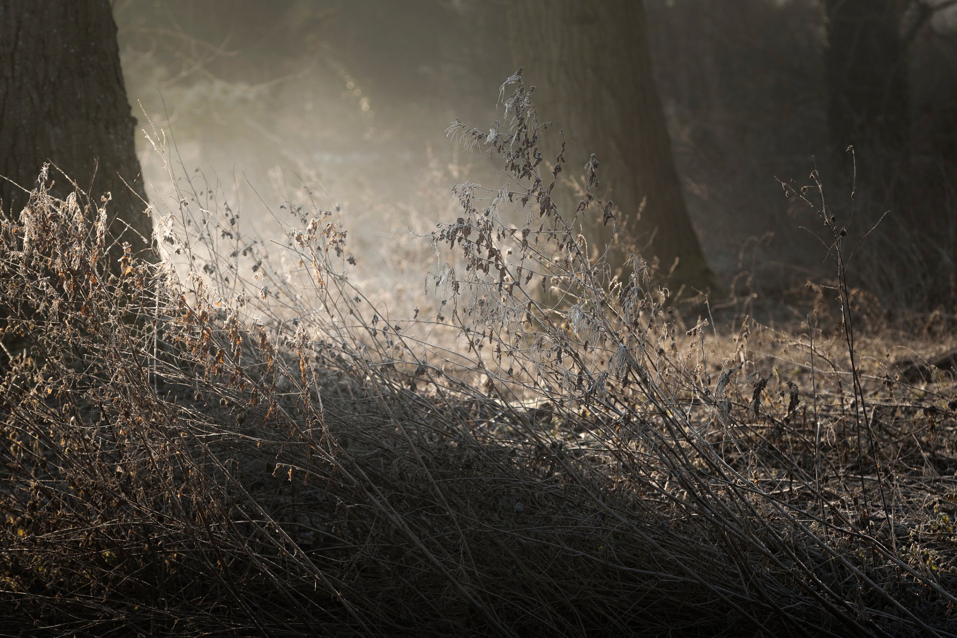 touched tau wald trockenes gras morgen