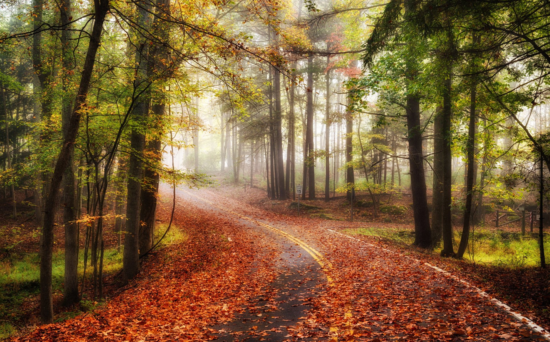 route forêt automne nature paysage