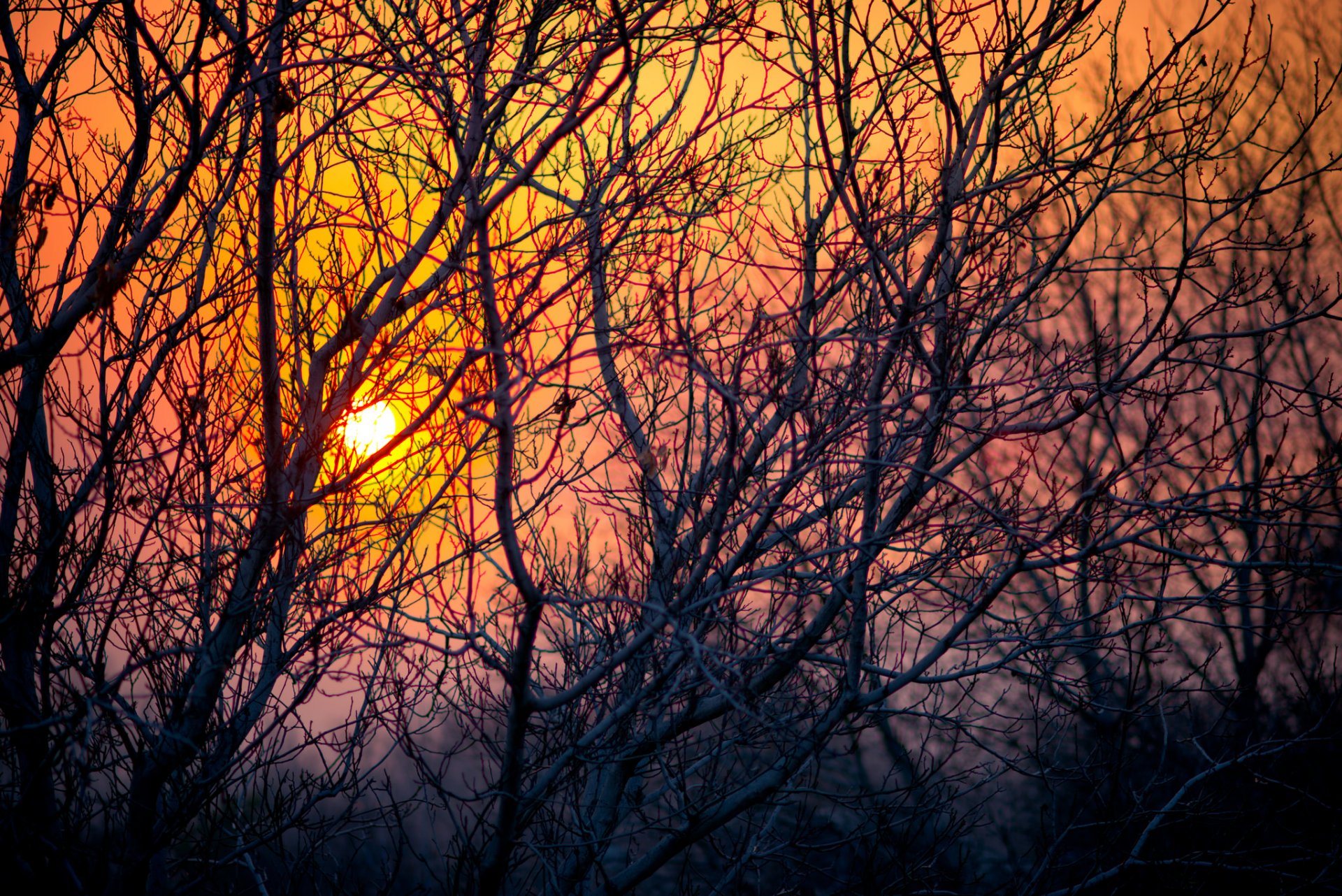 bäume zweige sonne sonnenuntergang himmel natur abend