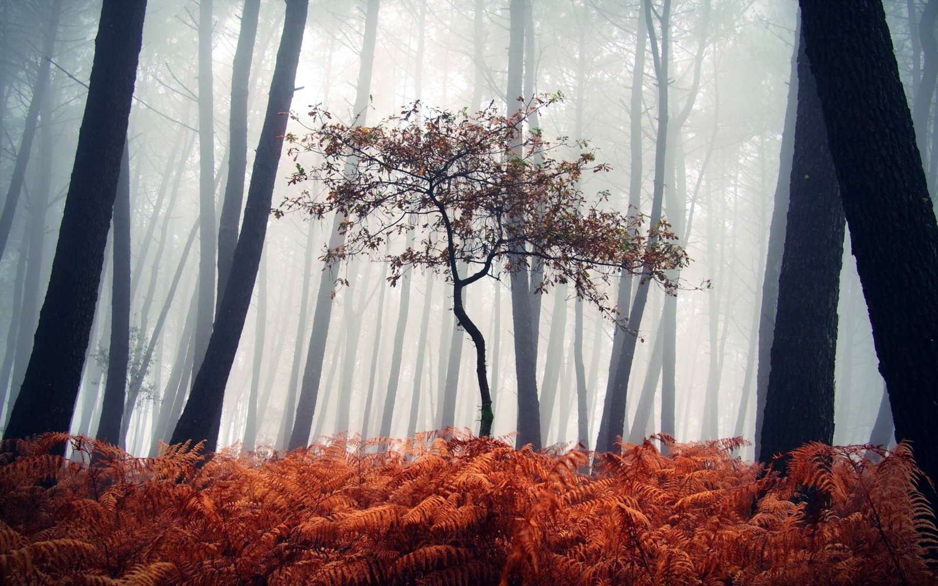 bosque niebla naturaleza paisaje