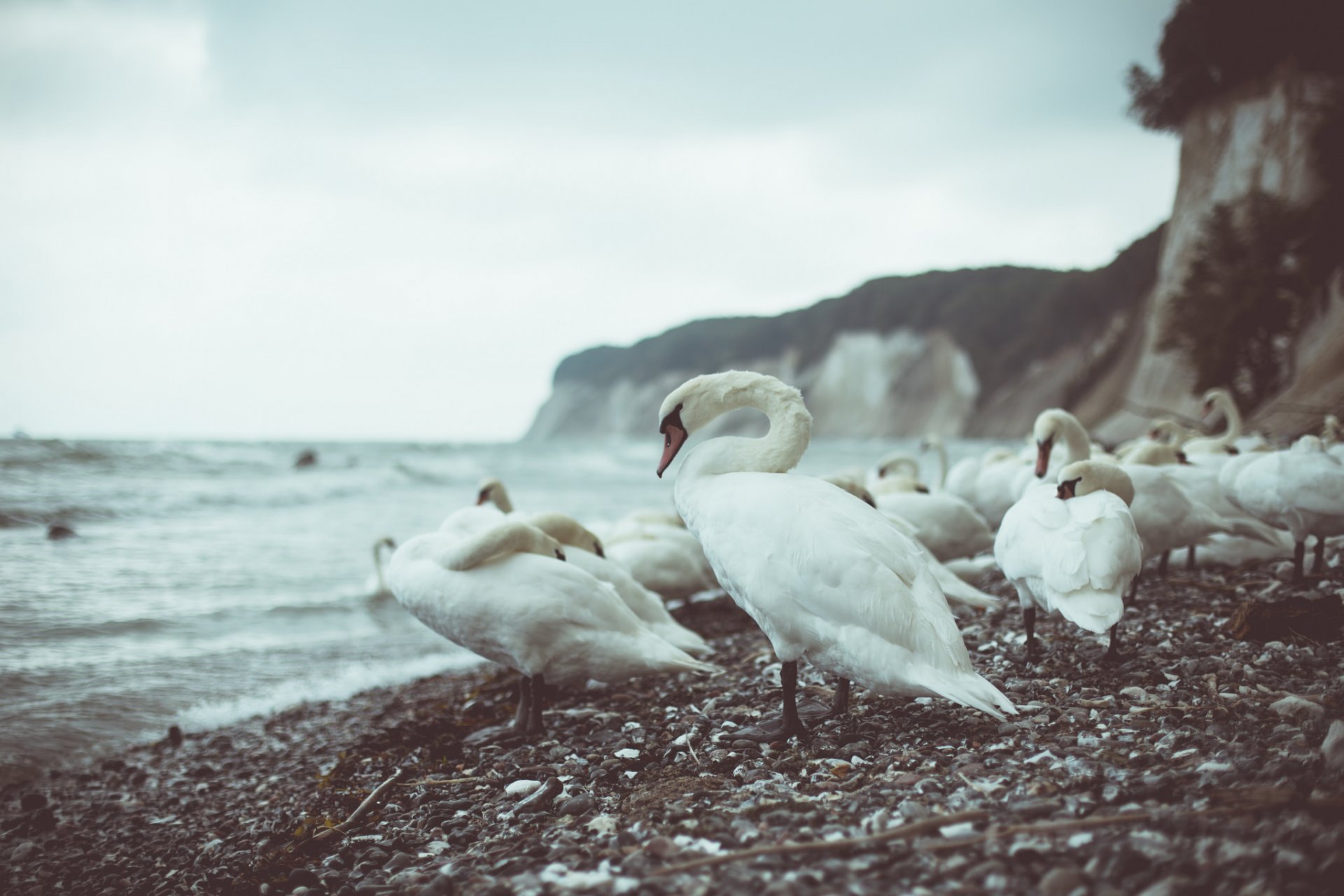 schwäne meer natur