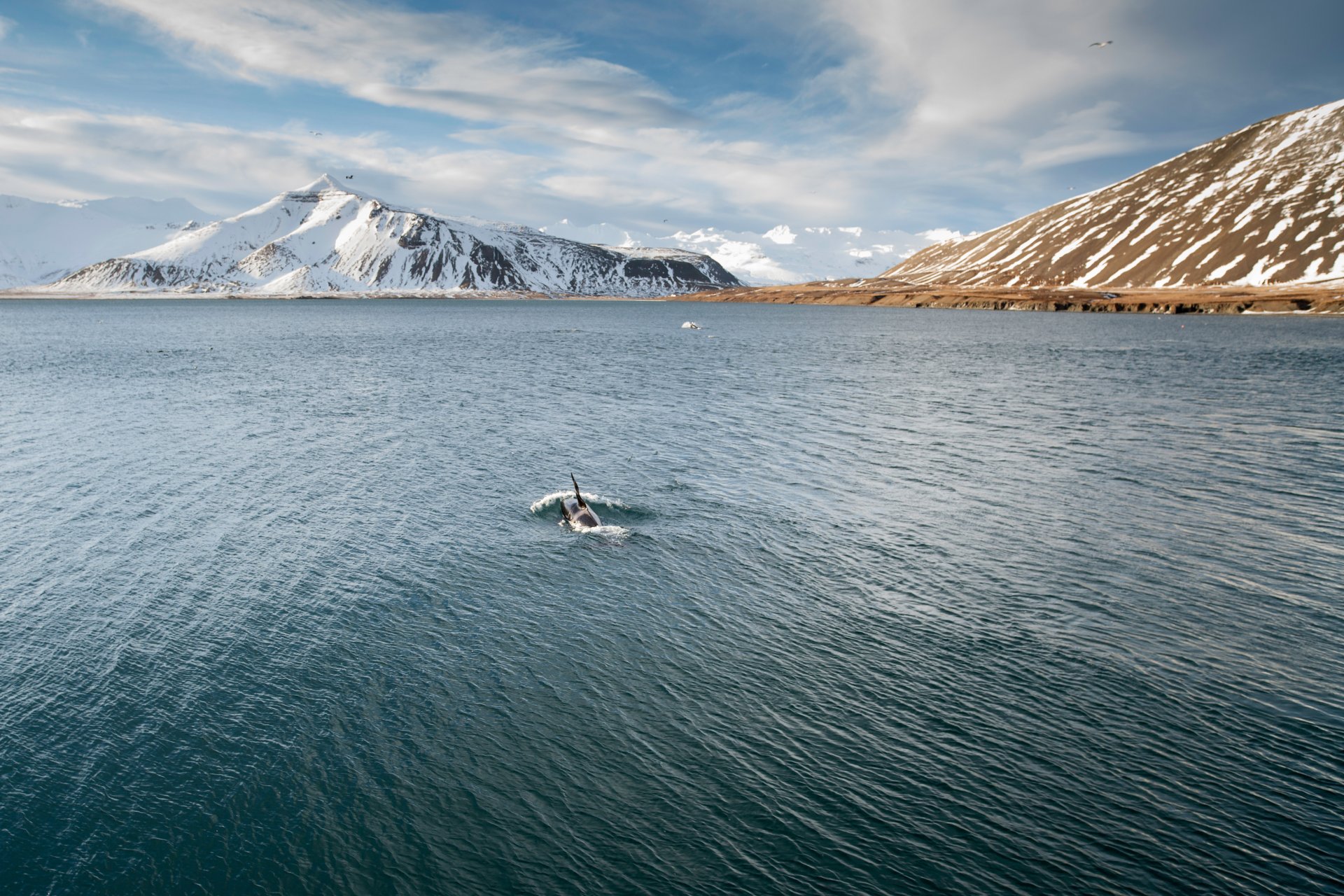 meer in den bergen schnee orcas möwen