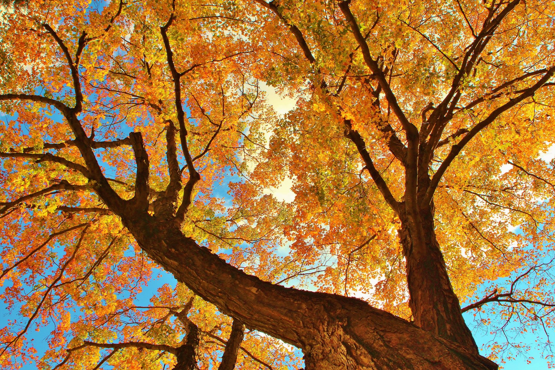 cielo albero tronco rami foglie autunno