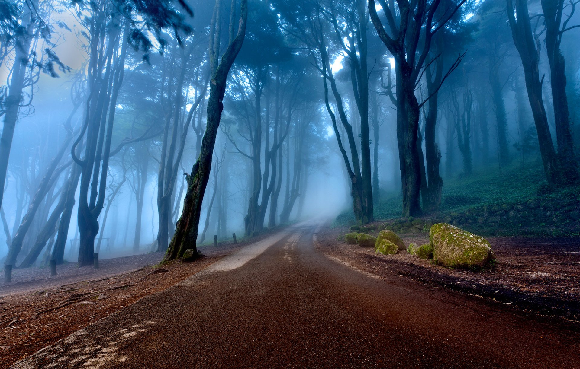 portogallo foresta nebbia alberi pendio strada natura