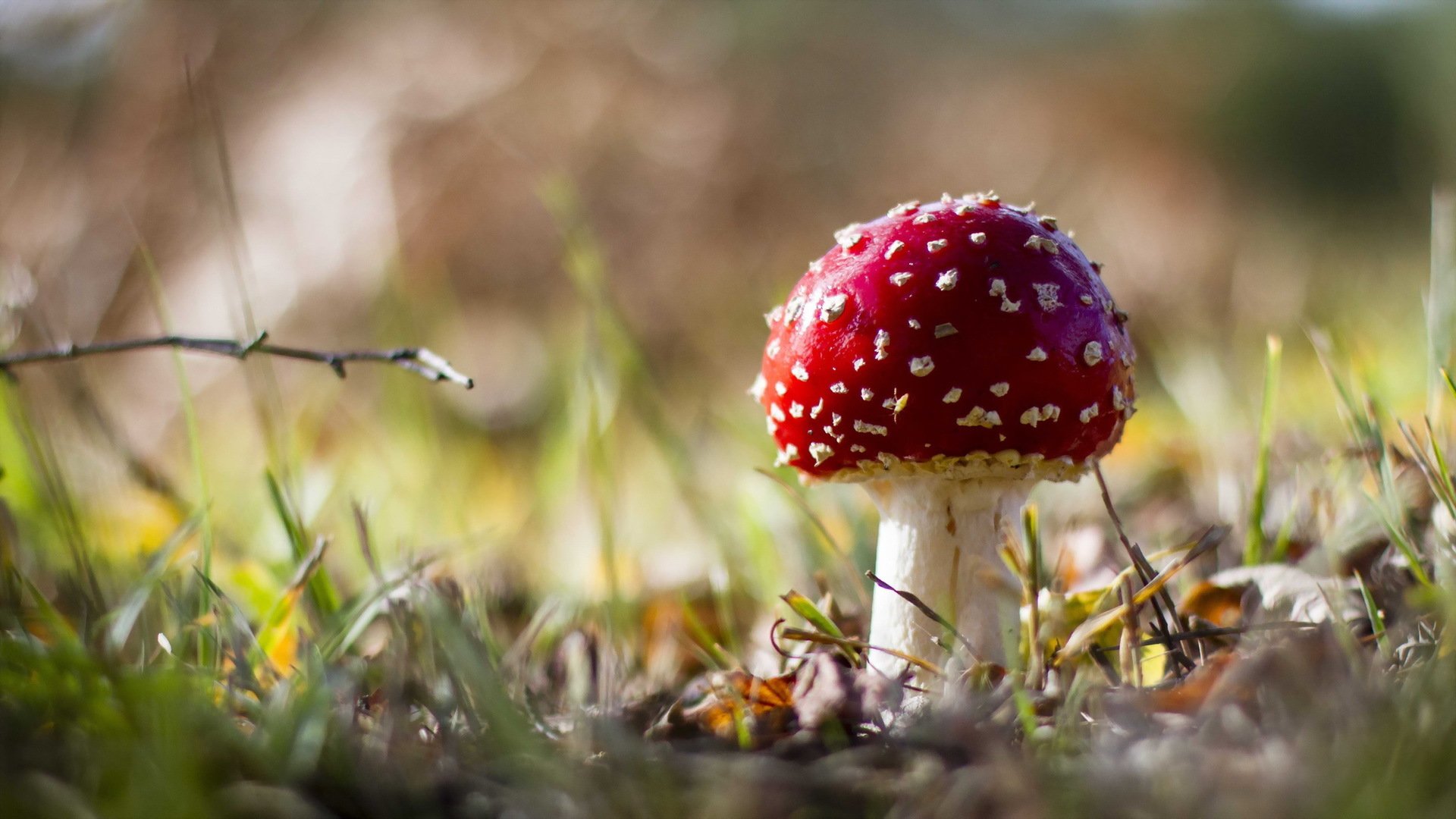 mushroom forest autumn nature