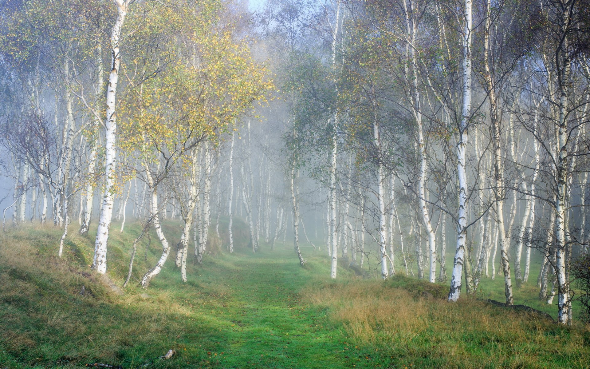 forêt nature