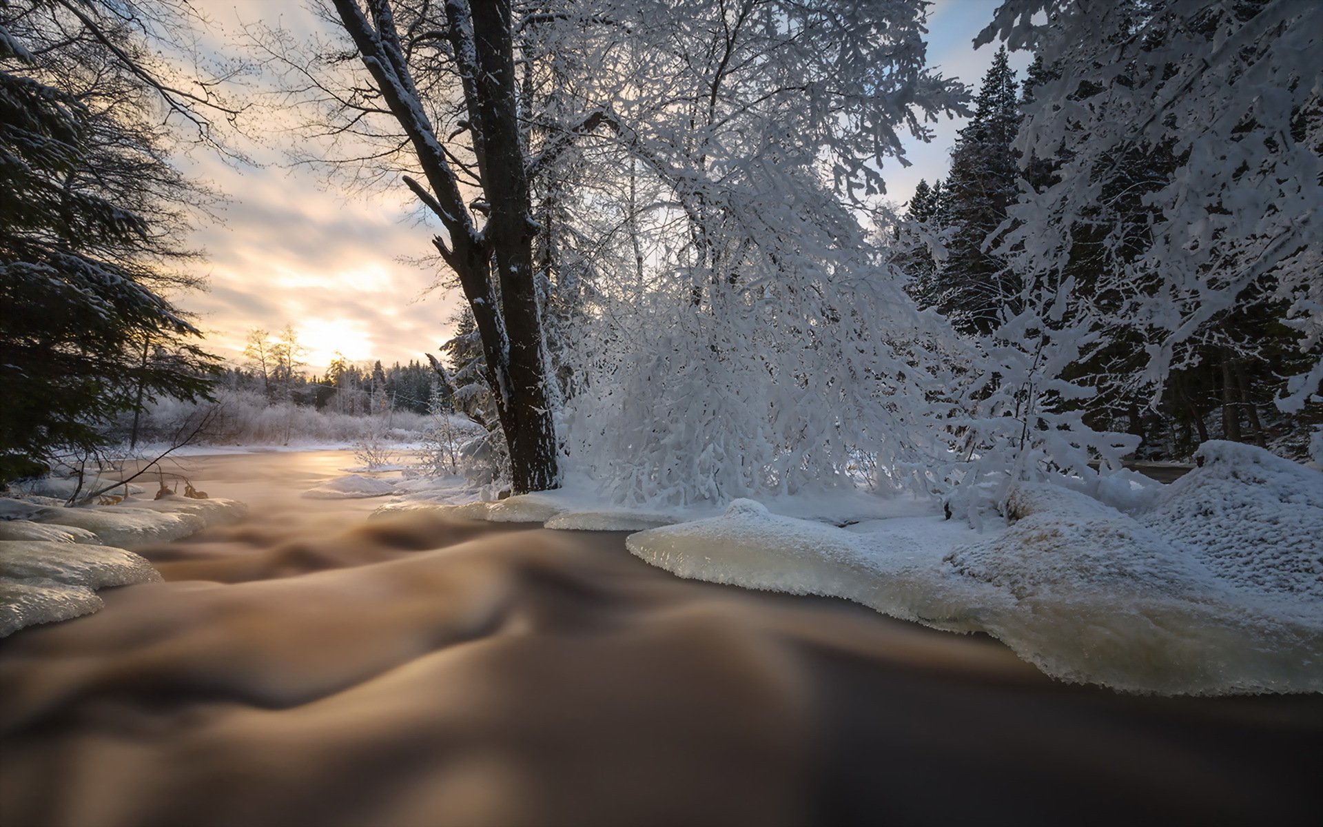 pring forest nature