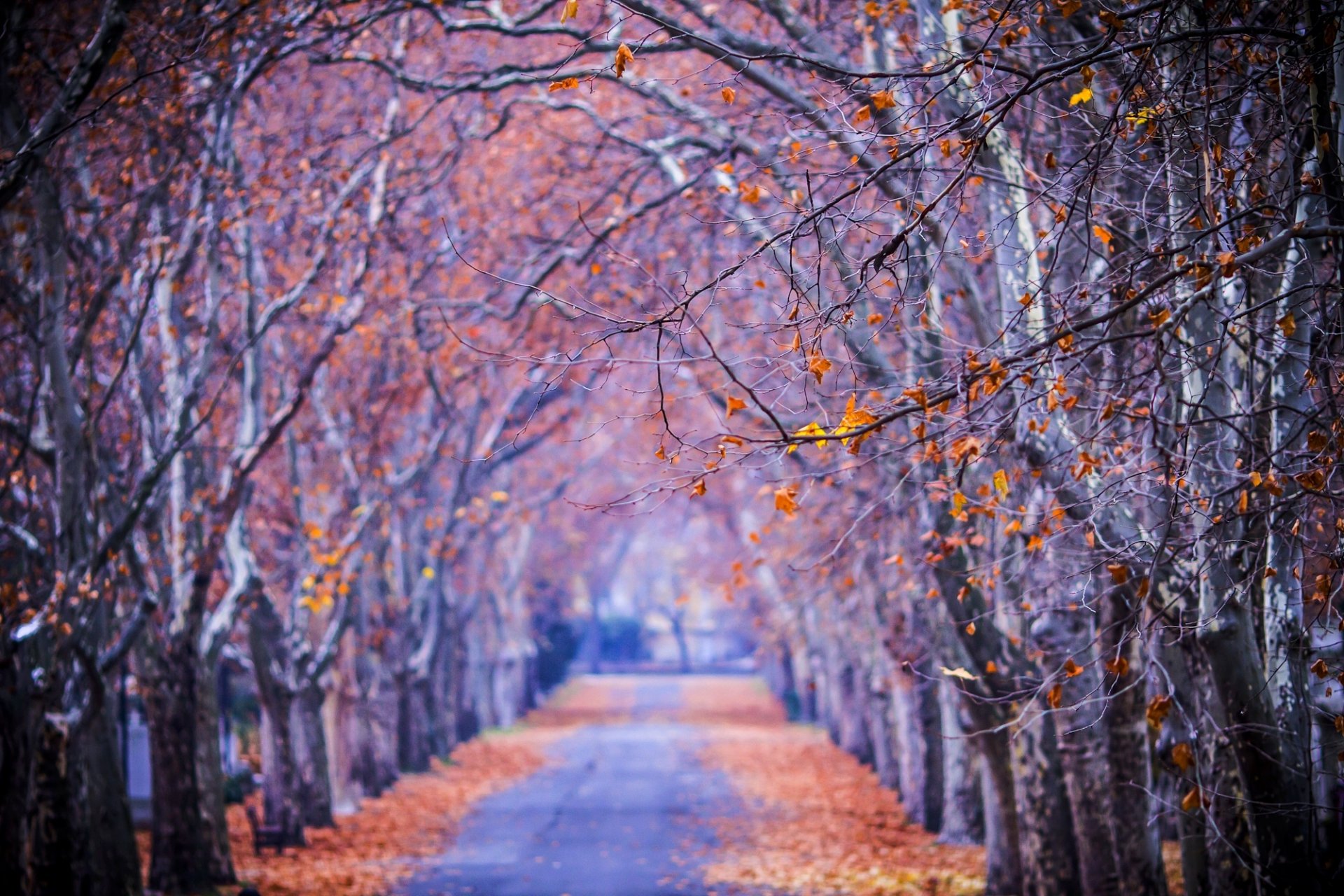 nature forêt parc arbres feuilles coloré route automne automne couleurs promenade