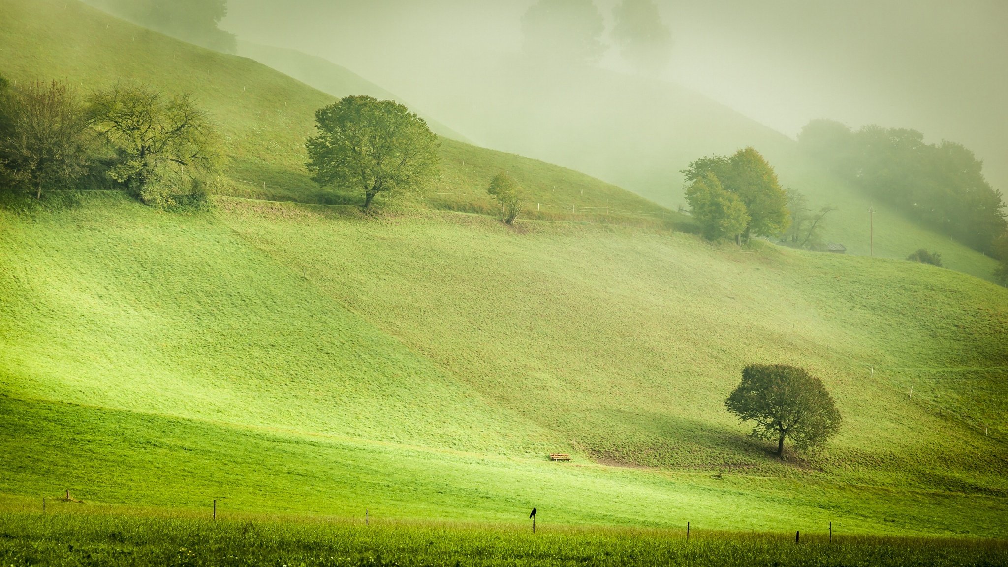 nature austria berg early in the morning fog haze hills slopes tree raven poultry autumn october