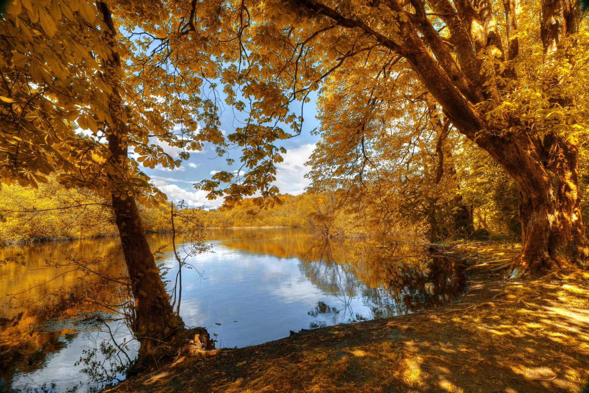 jesień las drzewa liście żółte brzeg rzeka