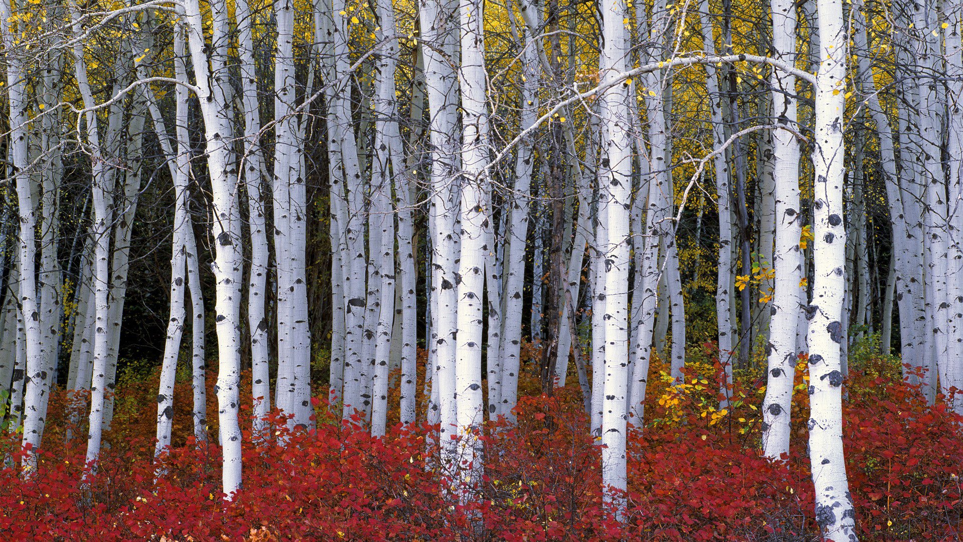 foresta alberi cespugli foglie autunno pioppo tremulo