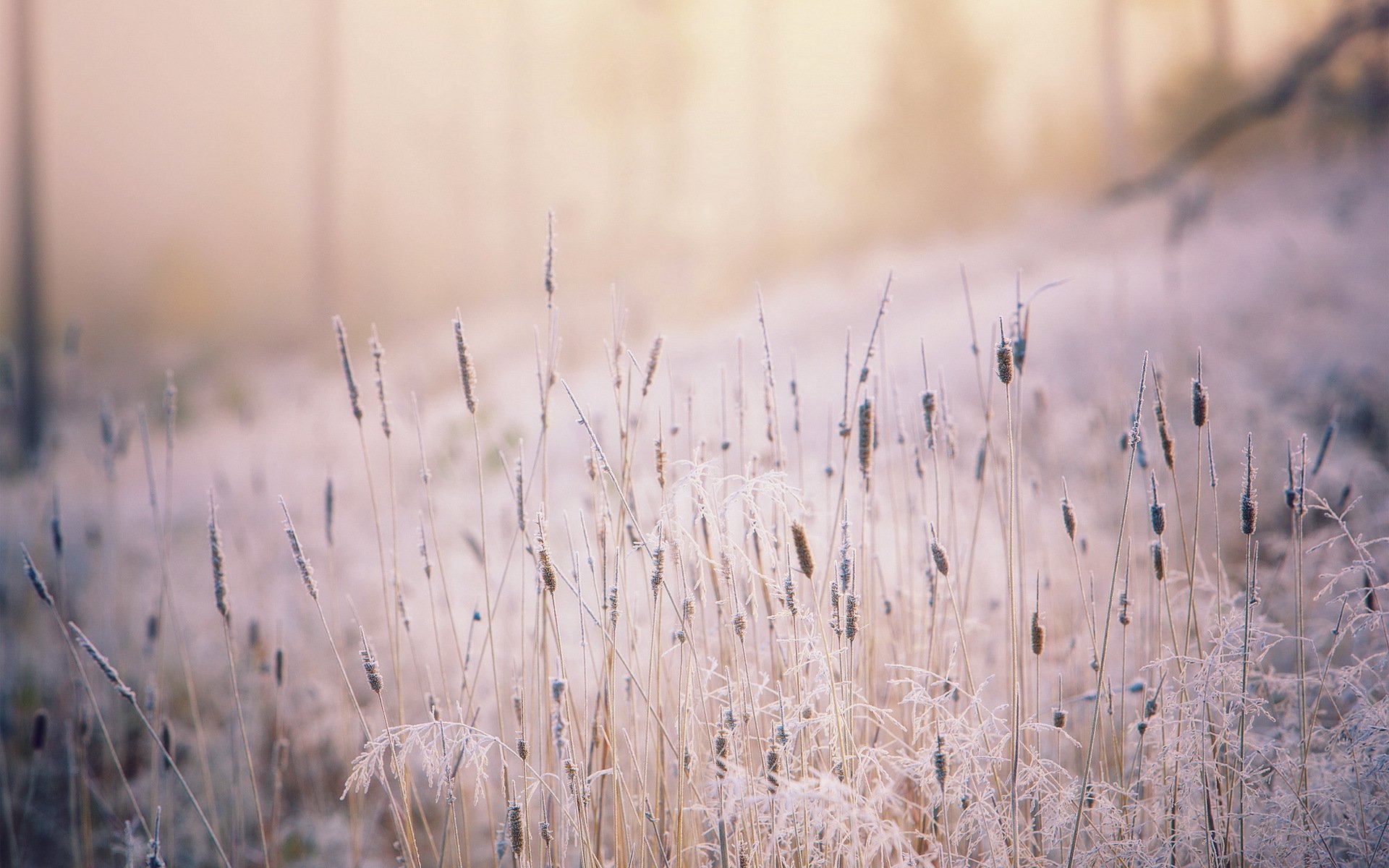 trawa światło natura jesień