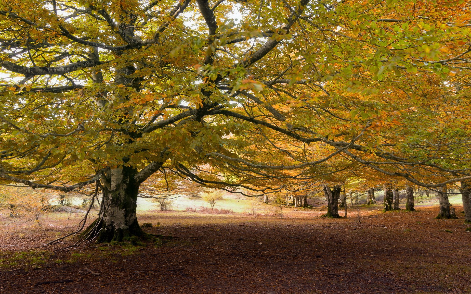 arbres automne nature