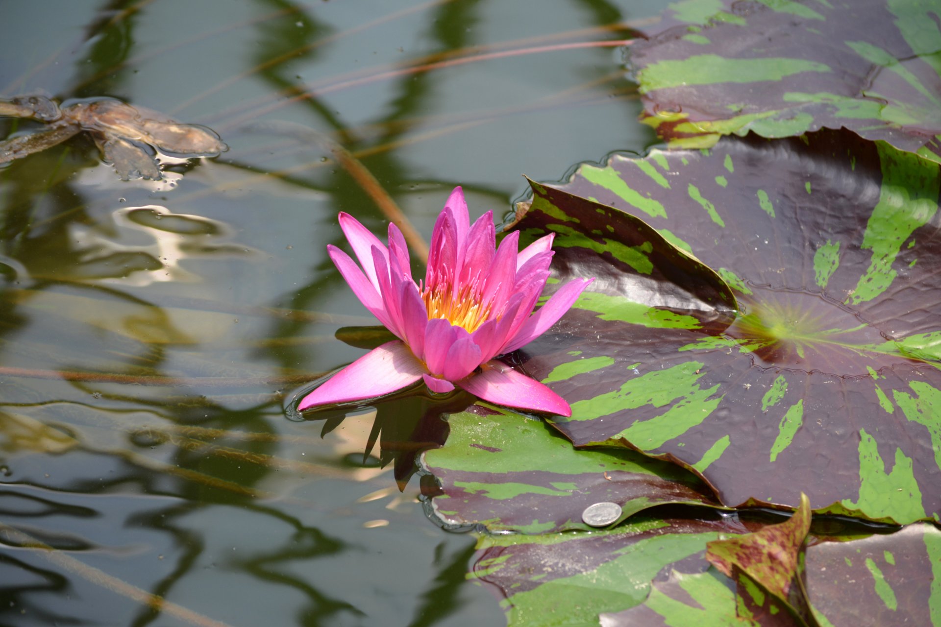 plan d eau feuille fleur pétales pièce de monnaie