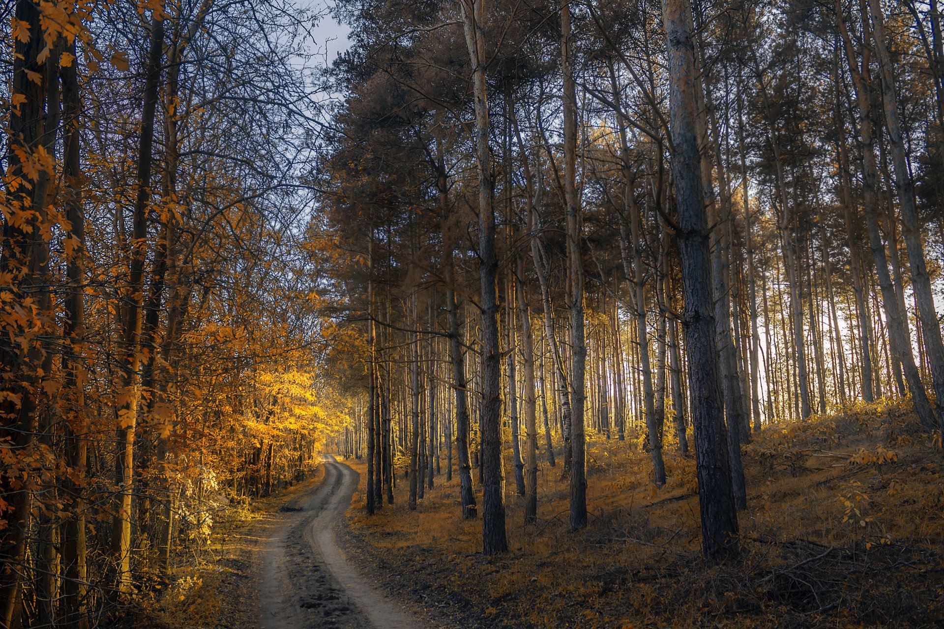 otoño bosque árboles hojas amarillo camino puesta del sol