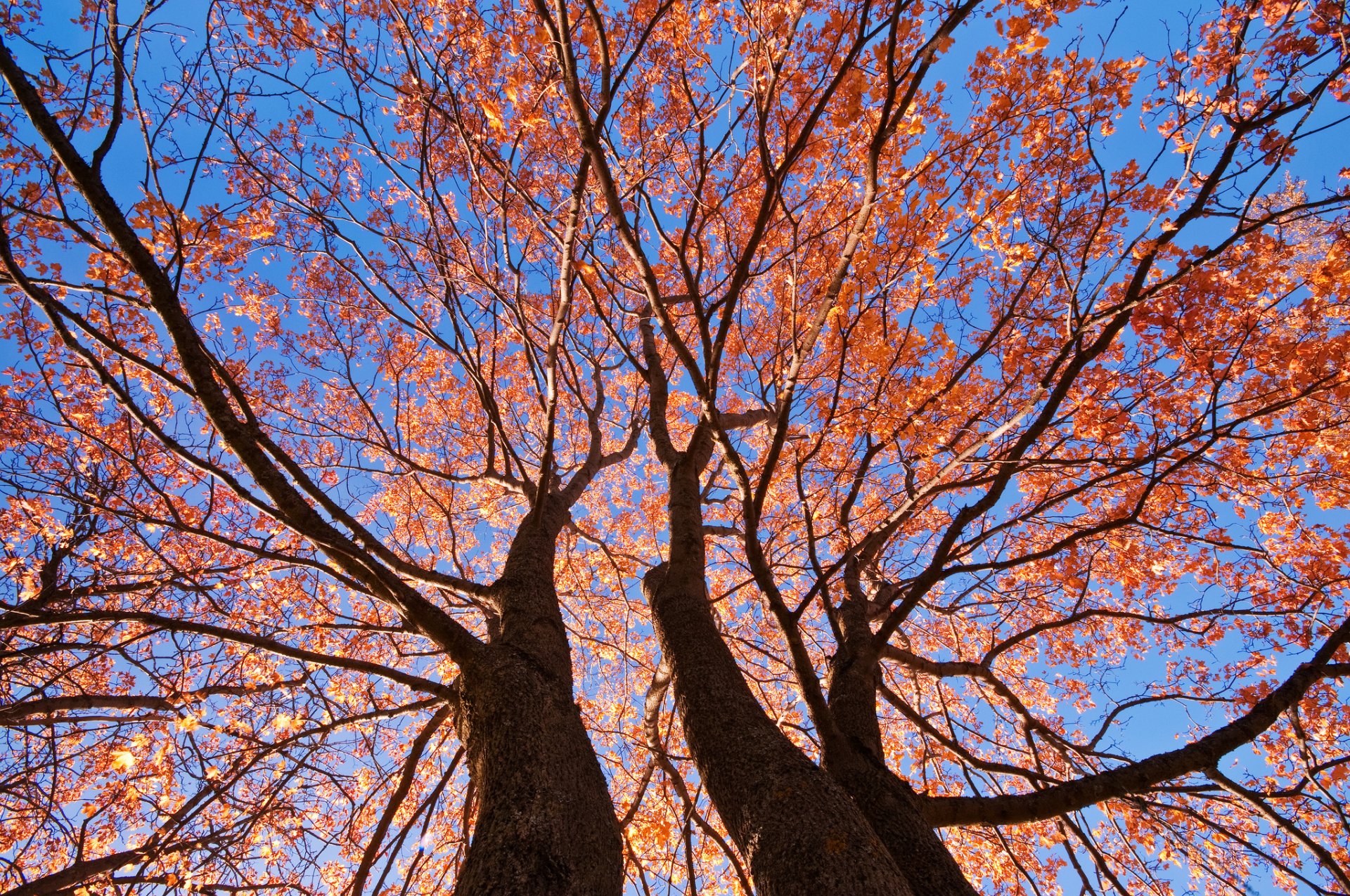 ciel arbres tronc branches feuilles automne