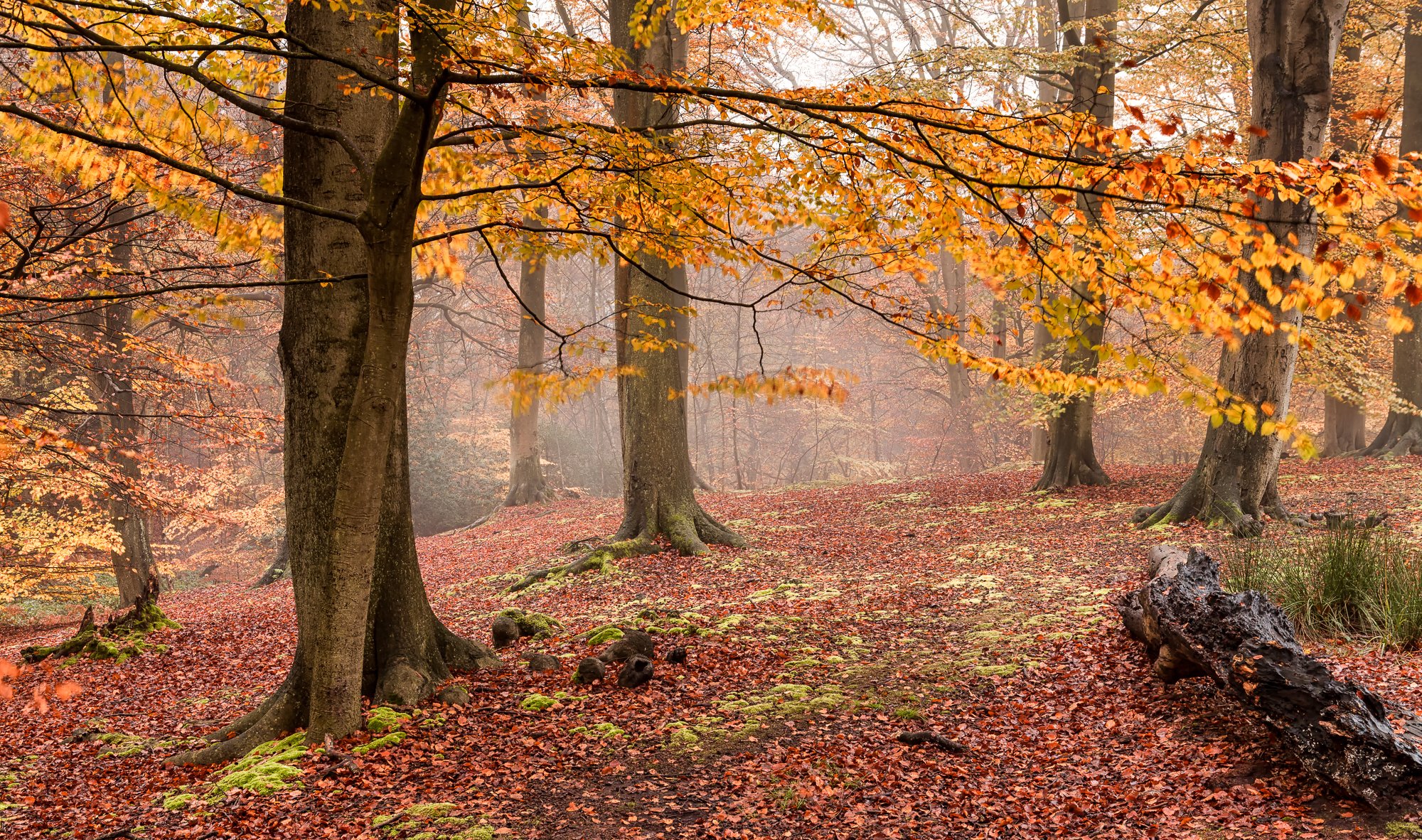 automne forêt brouillard feuilles jaunes