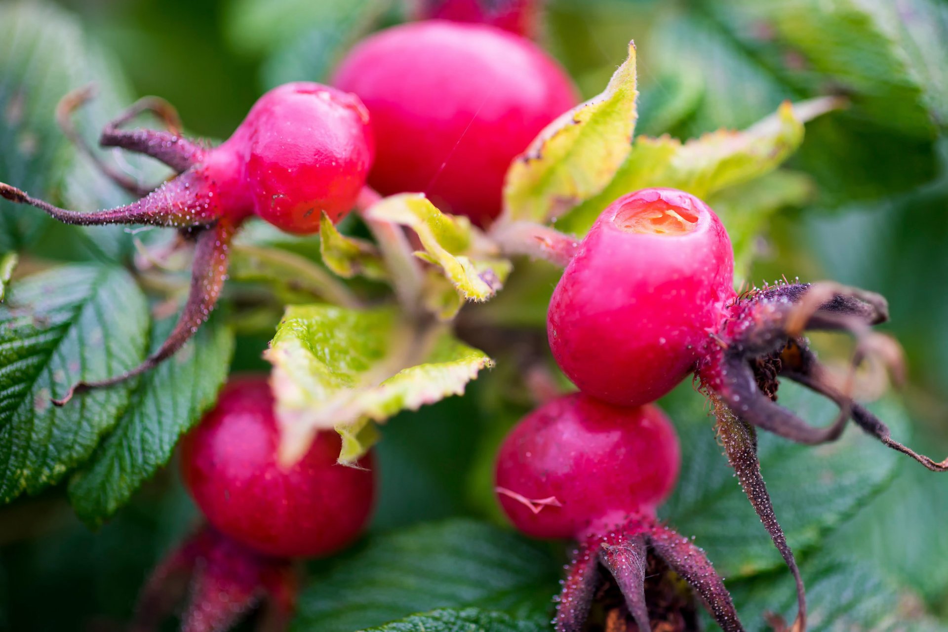 bayas rosa mosqueta macro