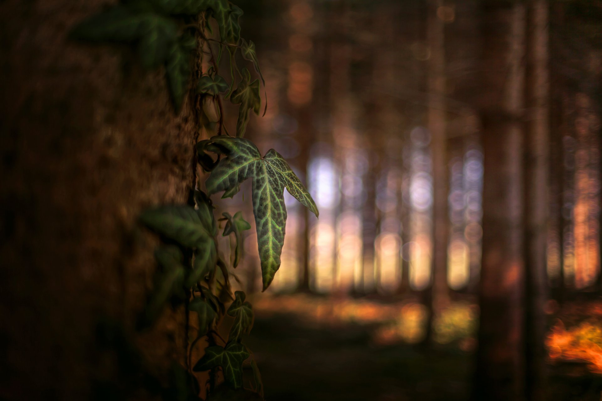 forêt feuille arbres traitement