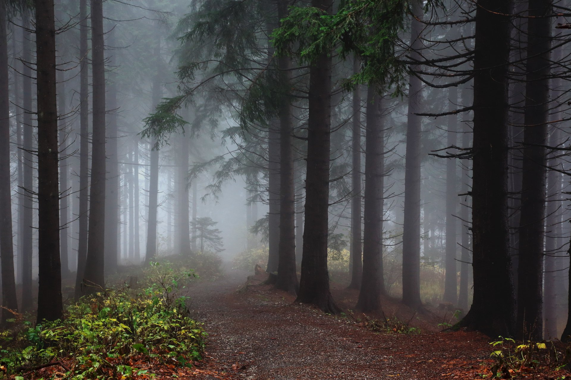 forest fog nature landscape