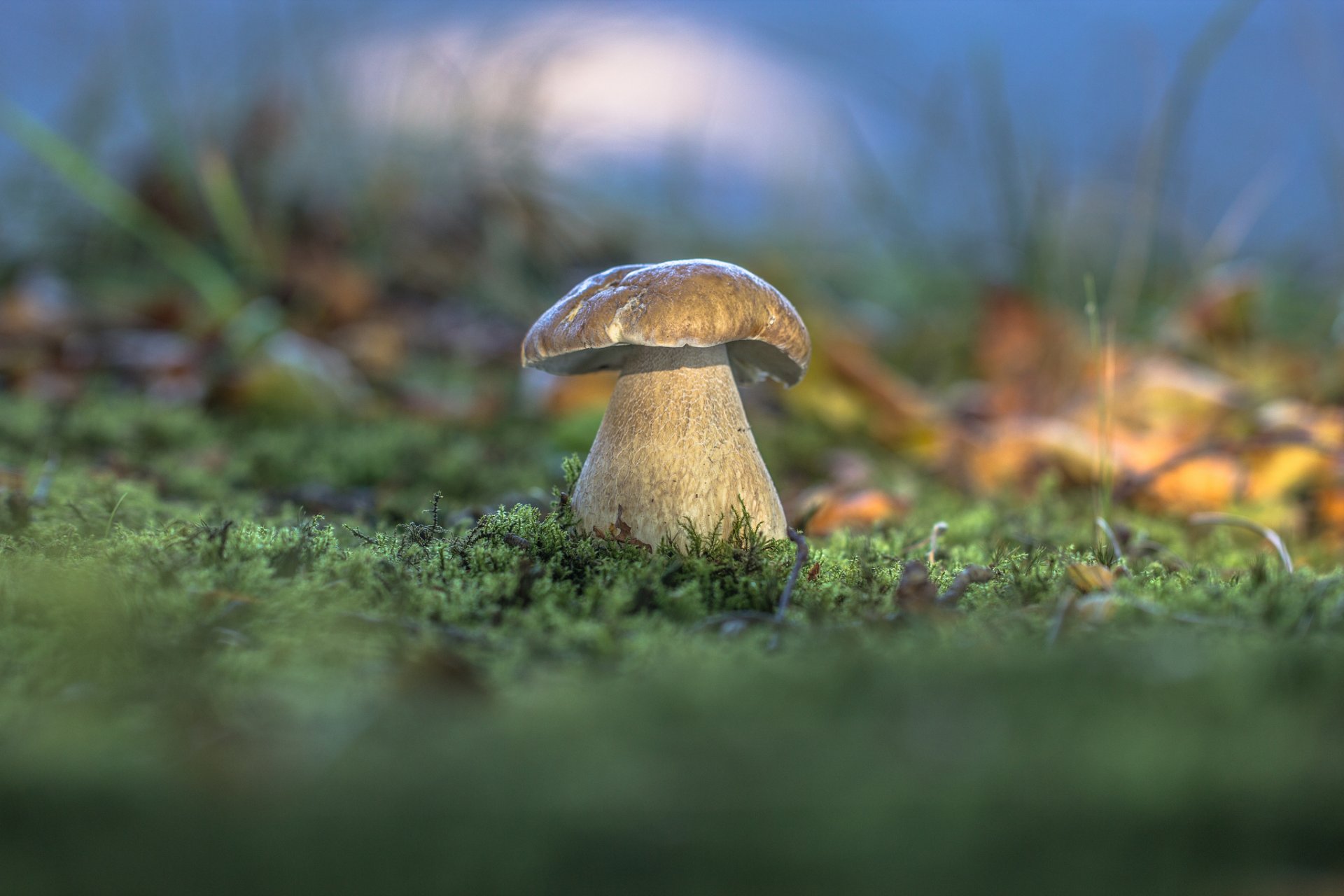 fungo bianco foresta erba muschio autunno natura