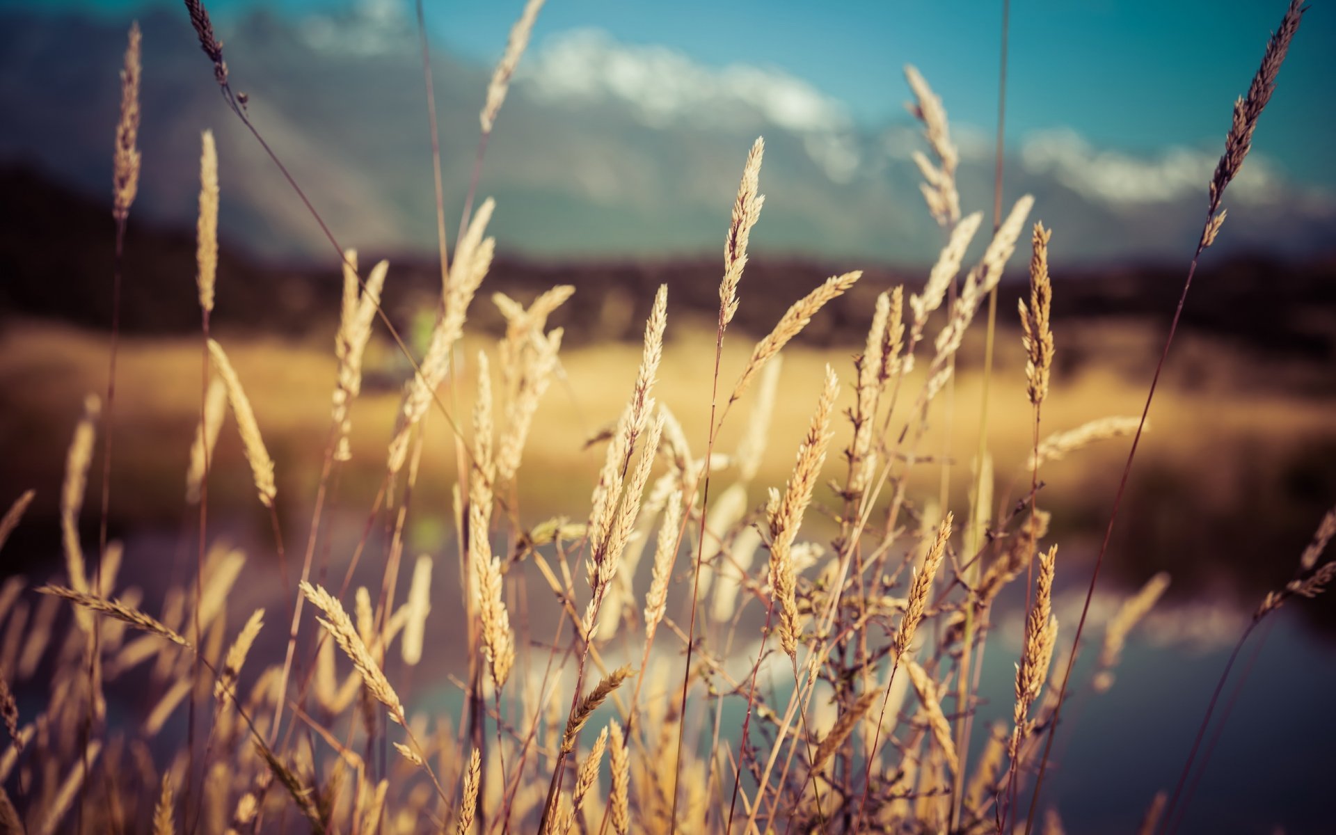 the field grass spike