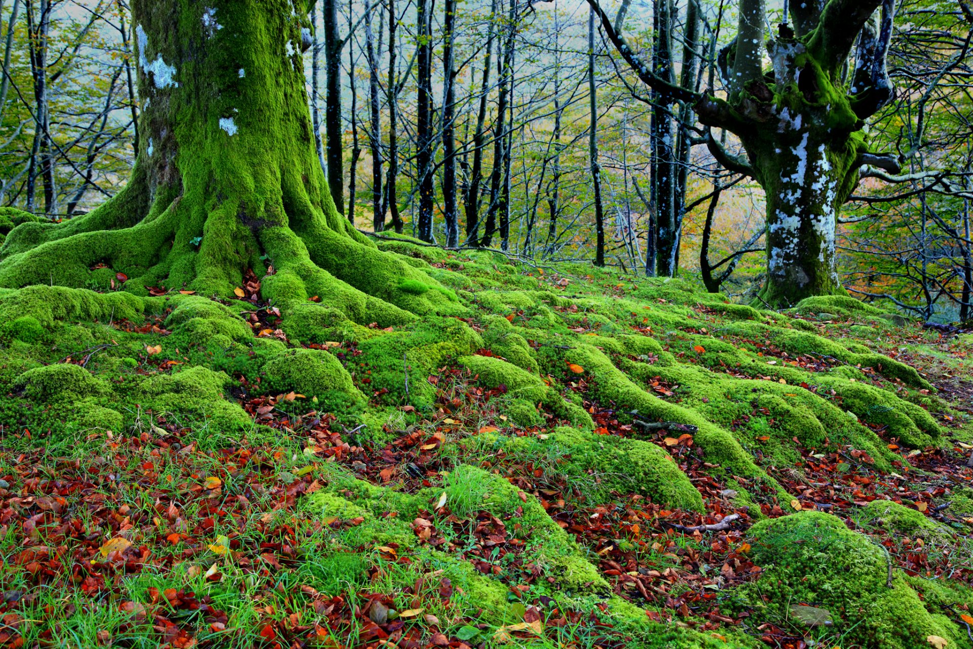 bosque árboles raíces musgo otoño