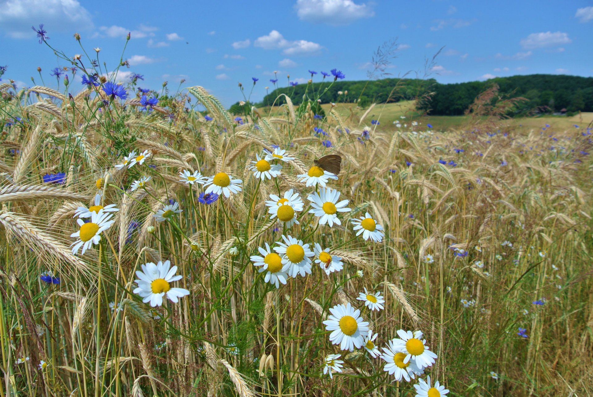 champ épis arbres ciel fleurs marguerite papillon