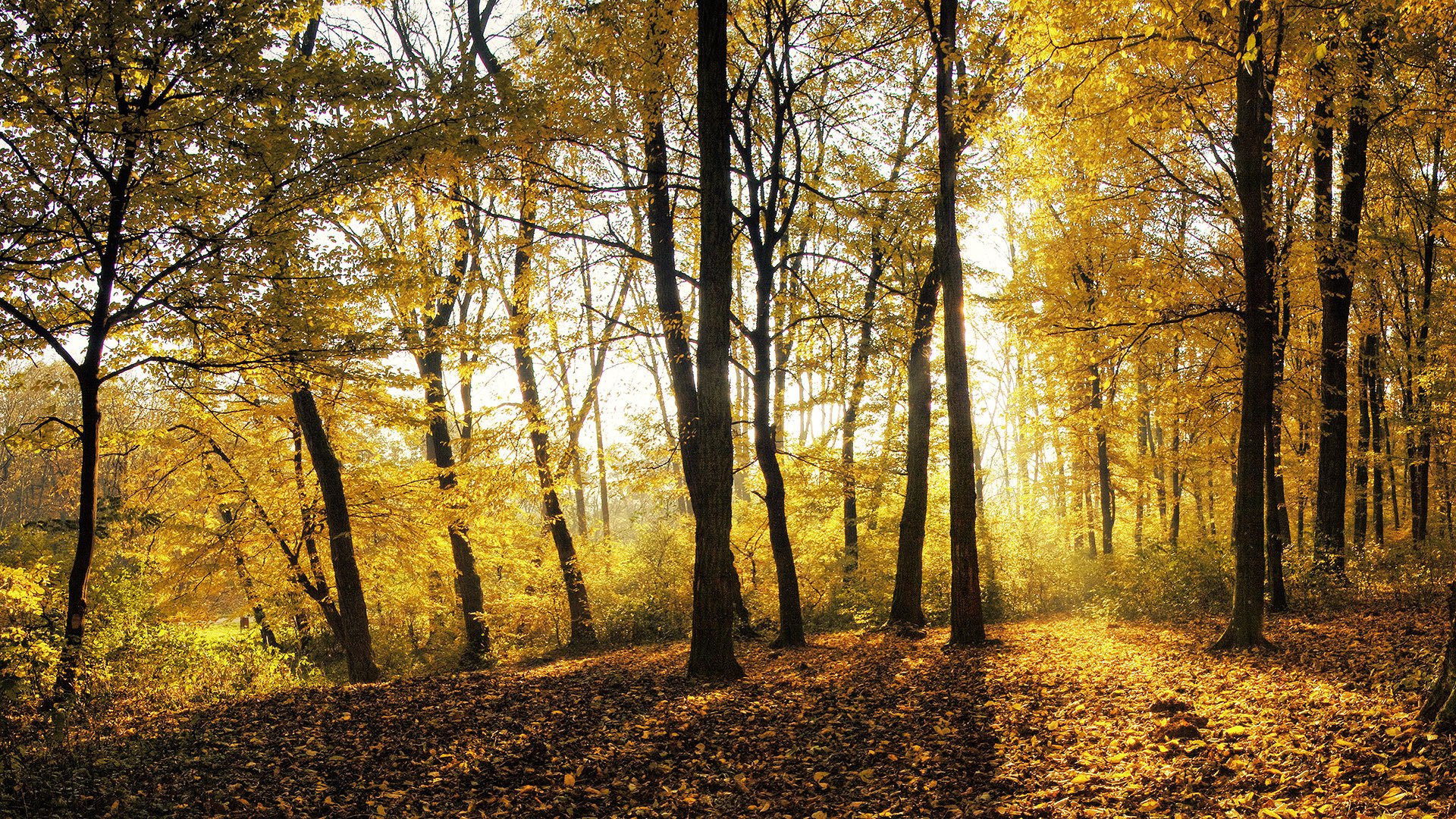 autunno foglie alberi foresta luce