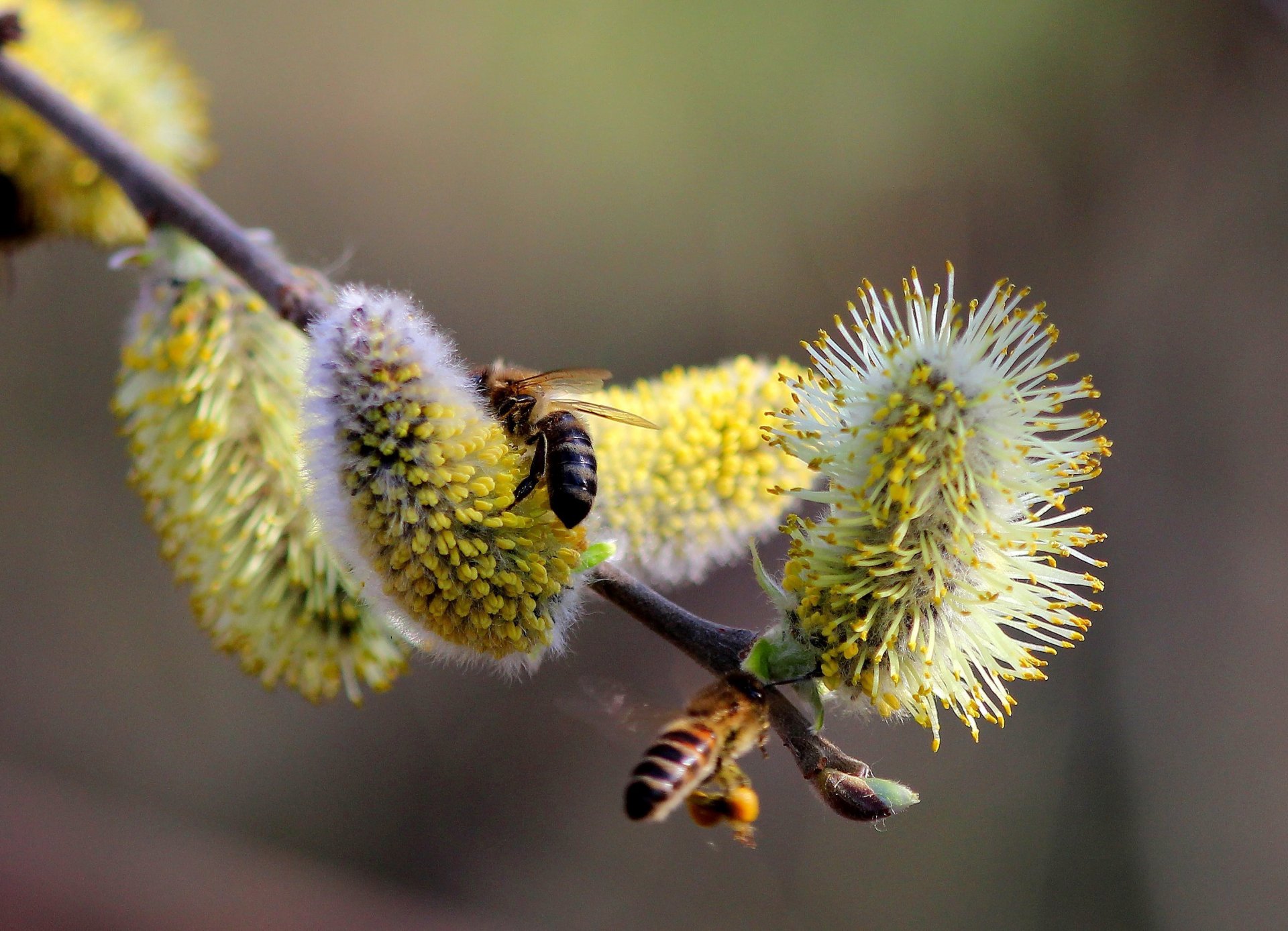 natura primavera rami salice gemme polline