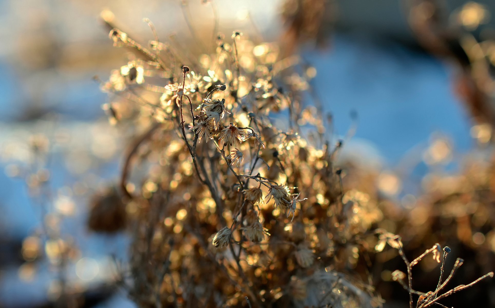 herbe sèche fleurs lumière du soleil