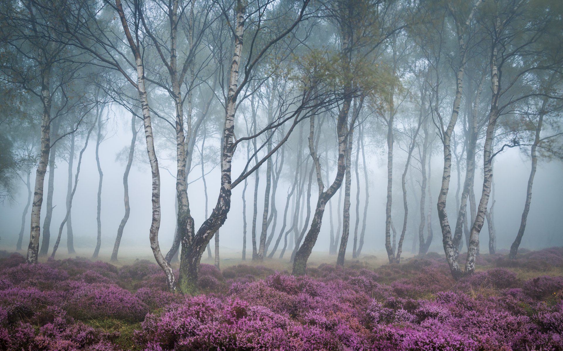 foresta alberi fiori natura