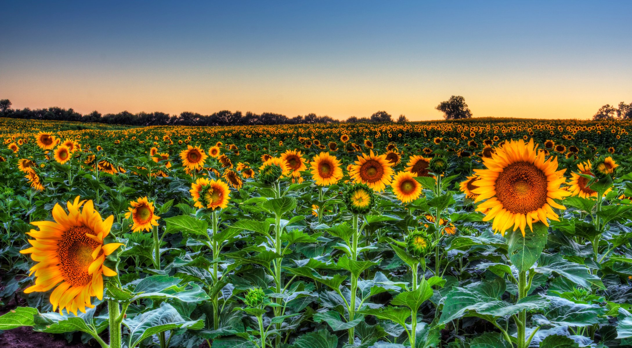 feld himmel abend blumen sonnenblumen horizont bäume blätter