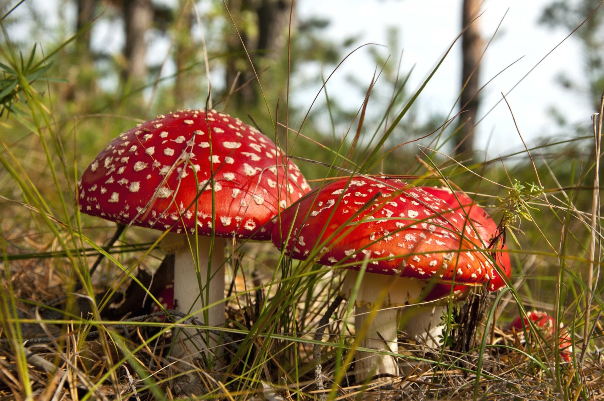 funghi agarico di mosca svasso foresta autunno