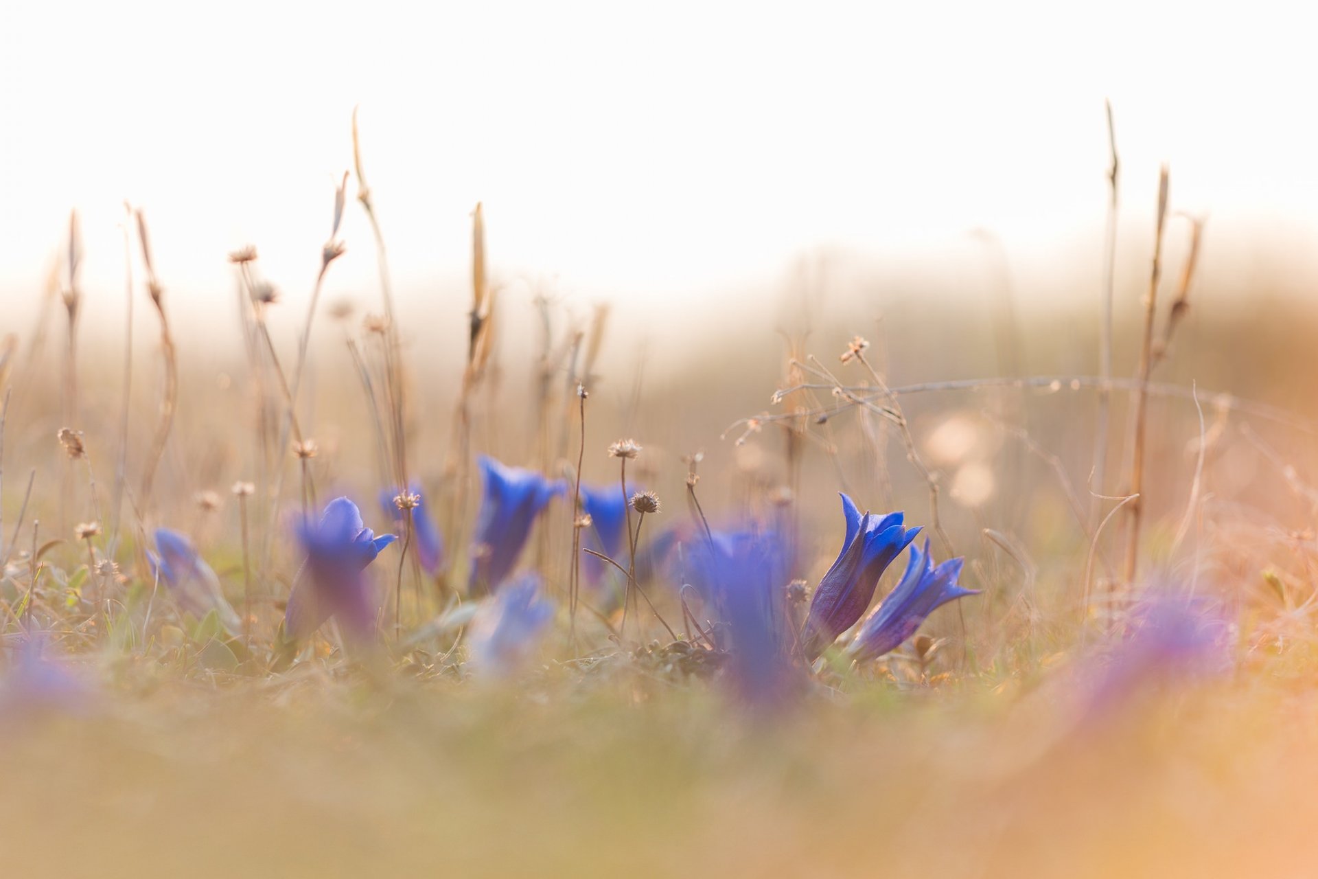 fleurs herbe nature