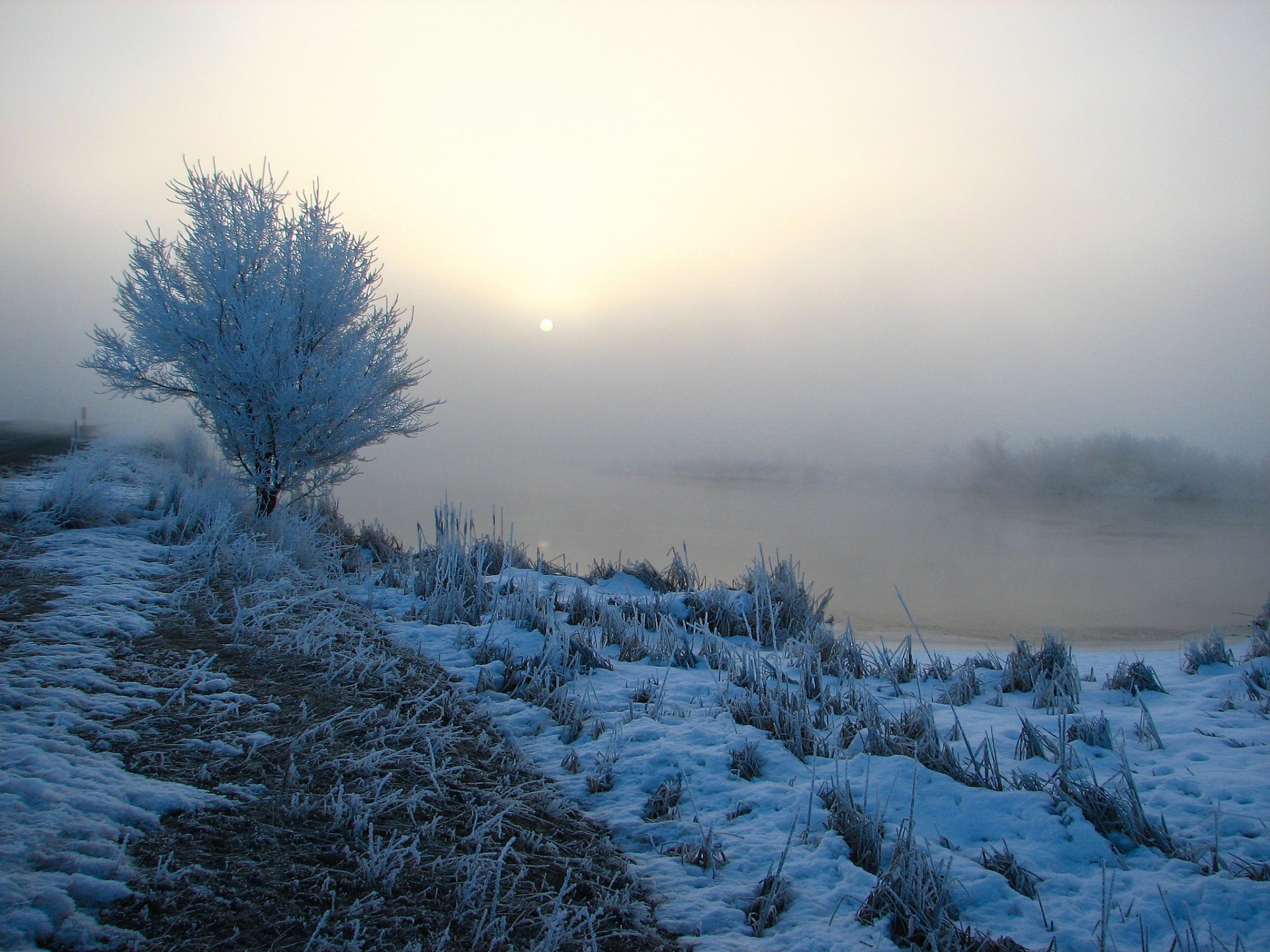 morgen nebel fluss schnee gras bäume