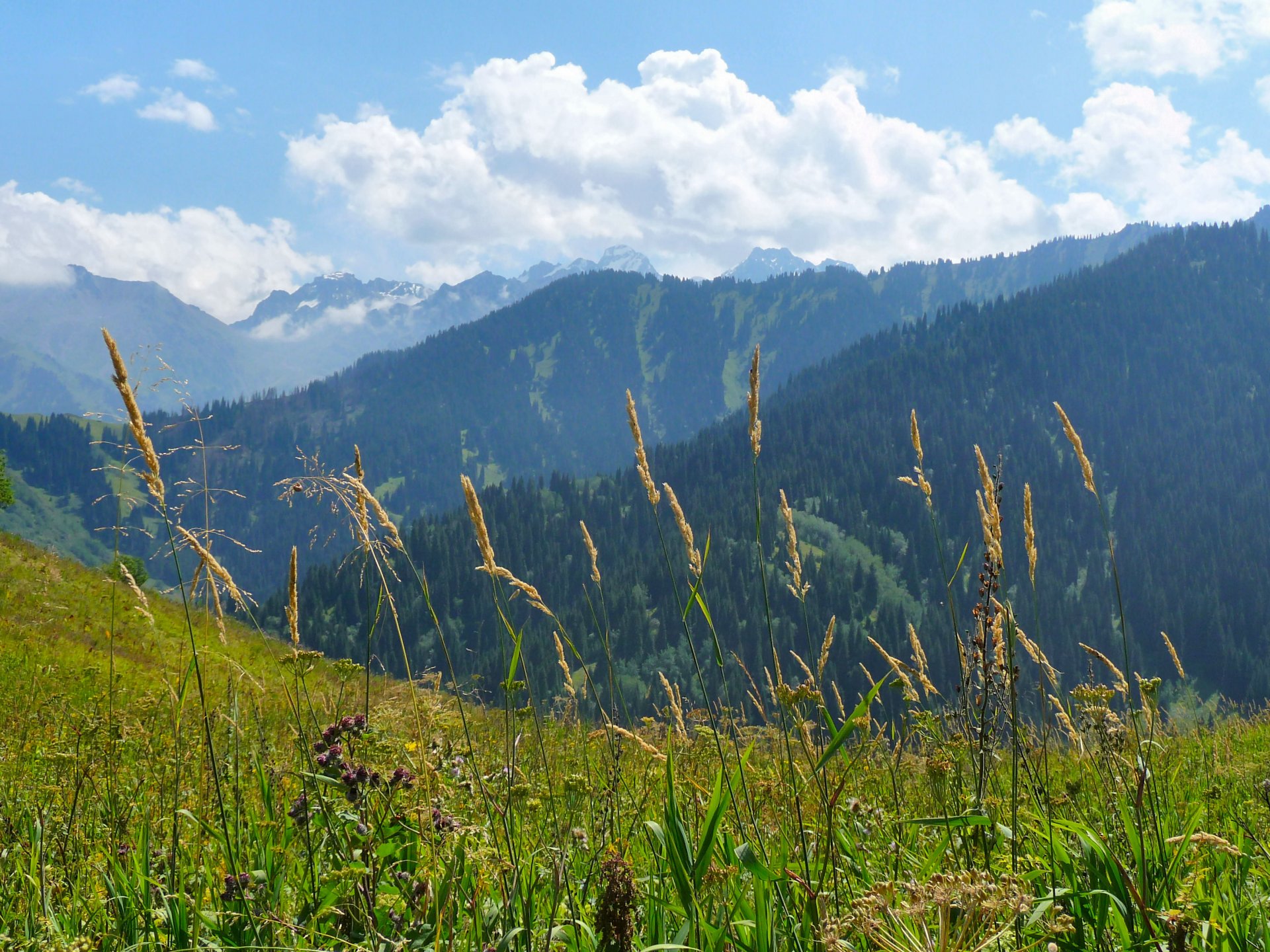 montagnes forêt polonine nature