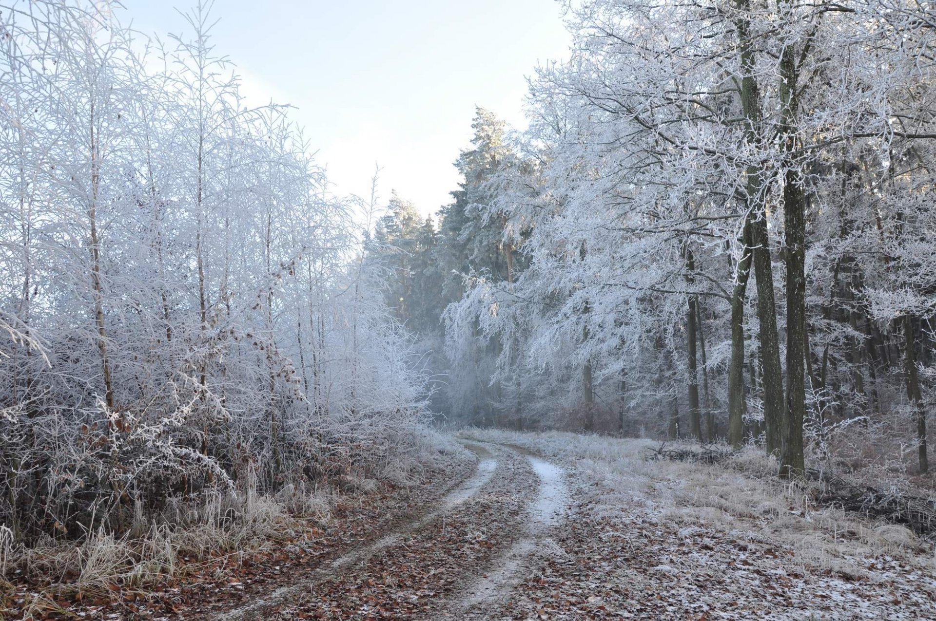 carretera bosque invierno naturaleza