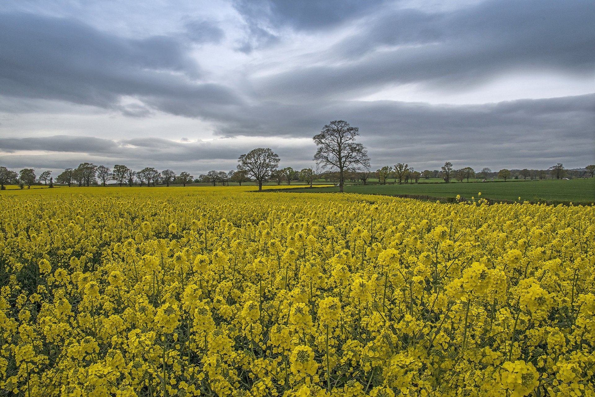 the field field tree grass rapeseed sky cloud