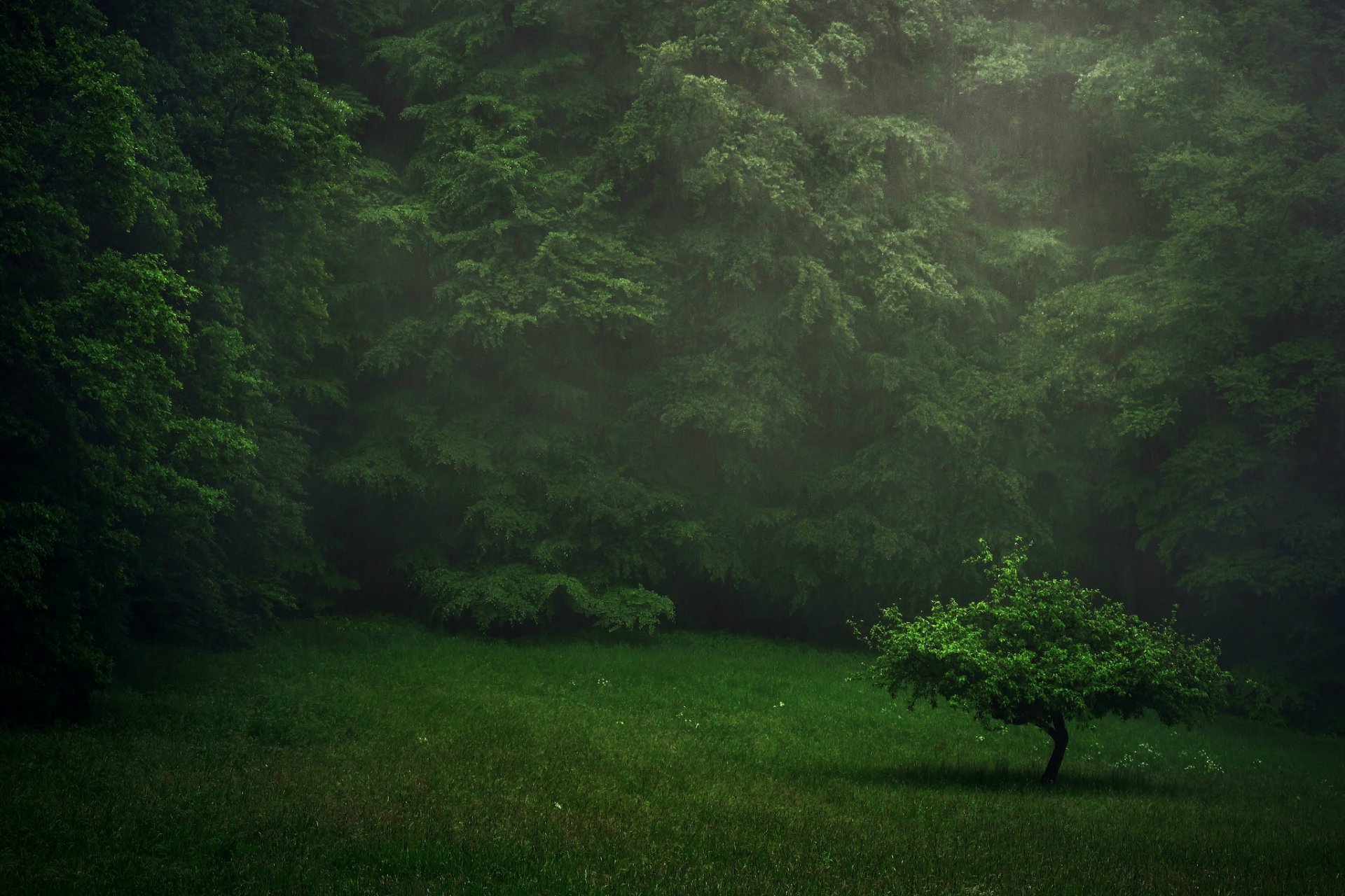 forêt pelouse arbre pluie été verdure