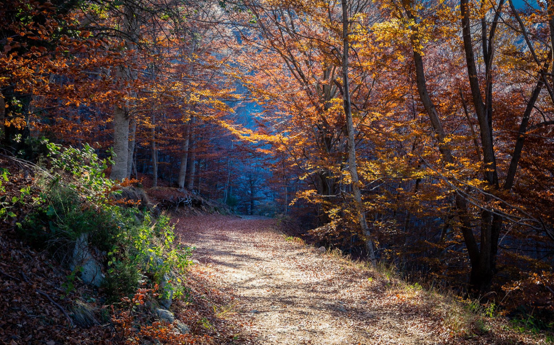 Осенняя тропа в лесу
