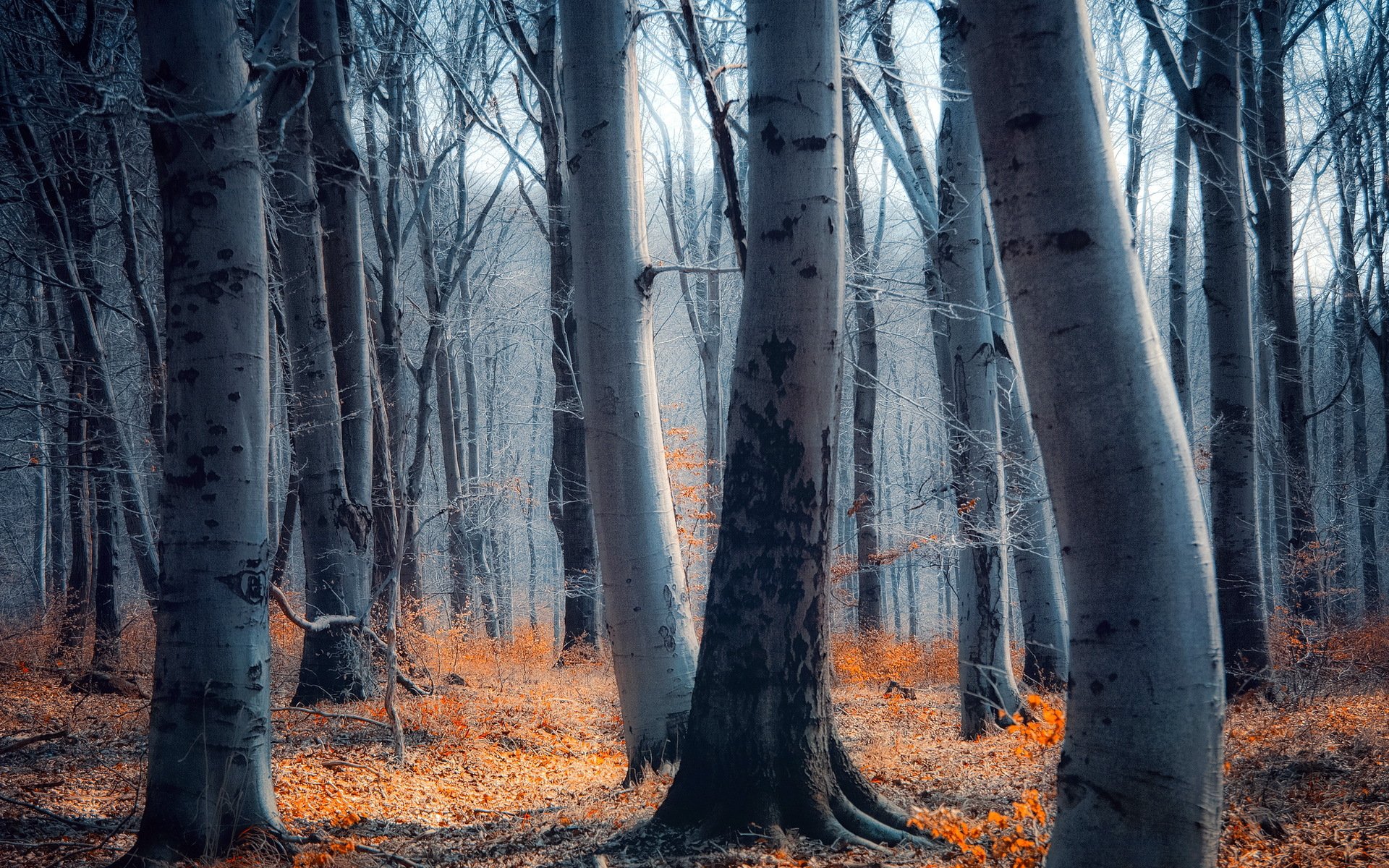 forest nature landscape