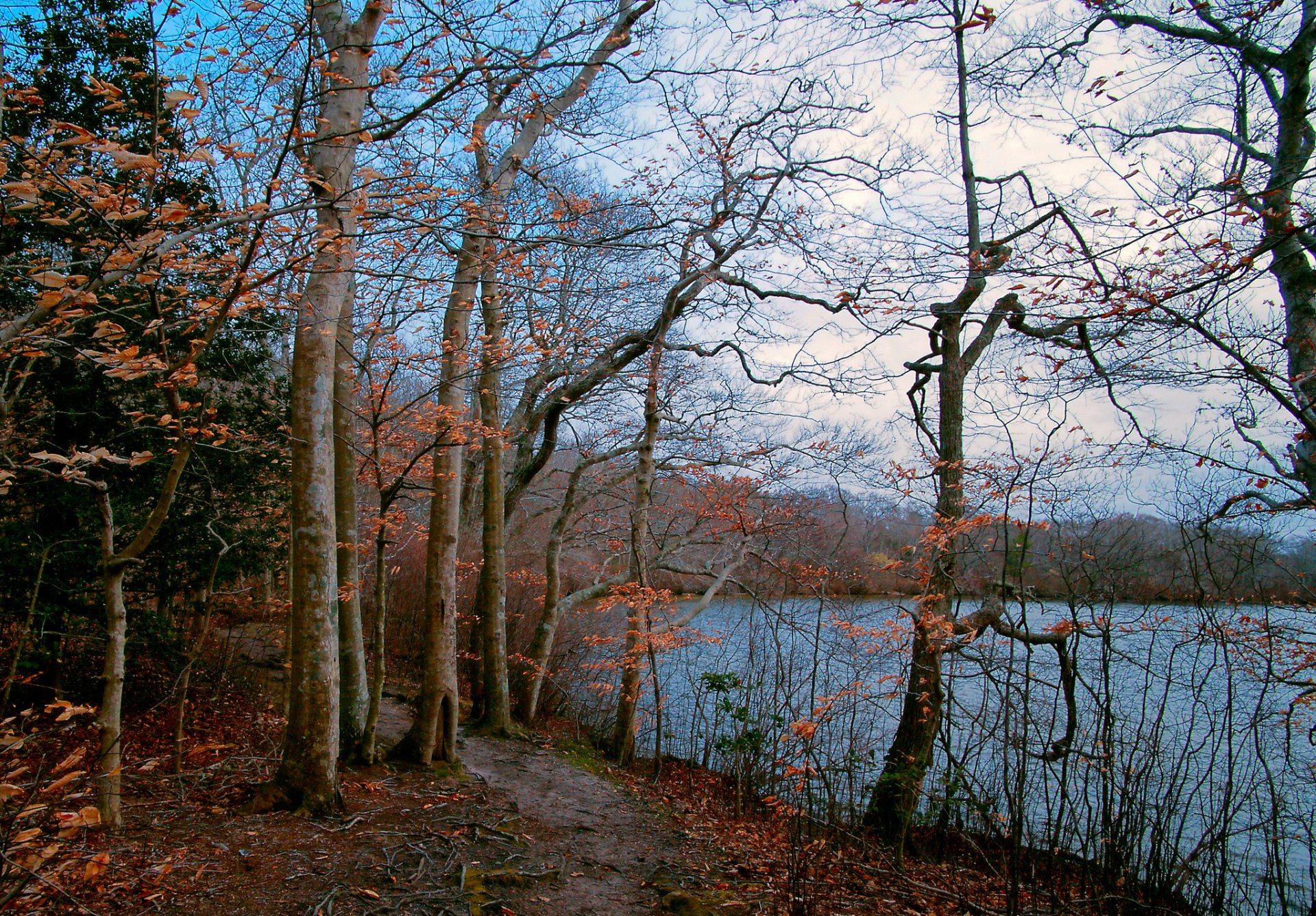 cielo lago bosque árboles otoño camino