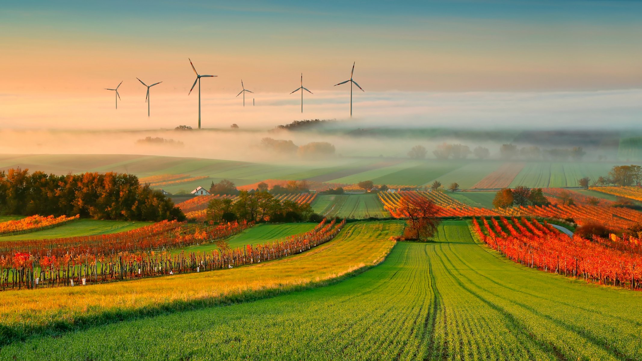 autunno vigneto nebbia