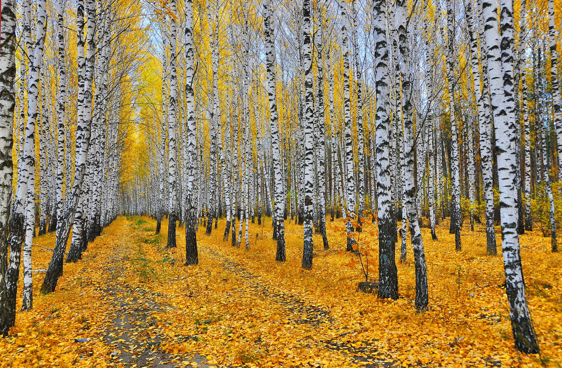 forêt bosquet arbres bouleaux feuilles jaune chemins automne