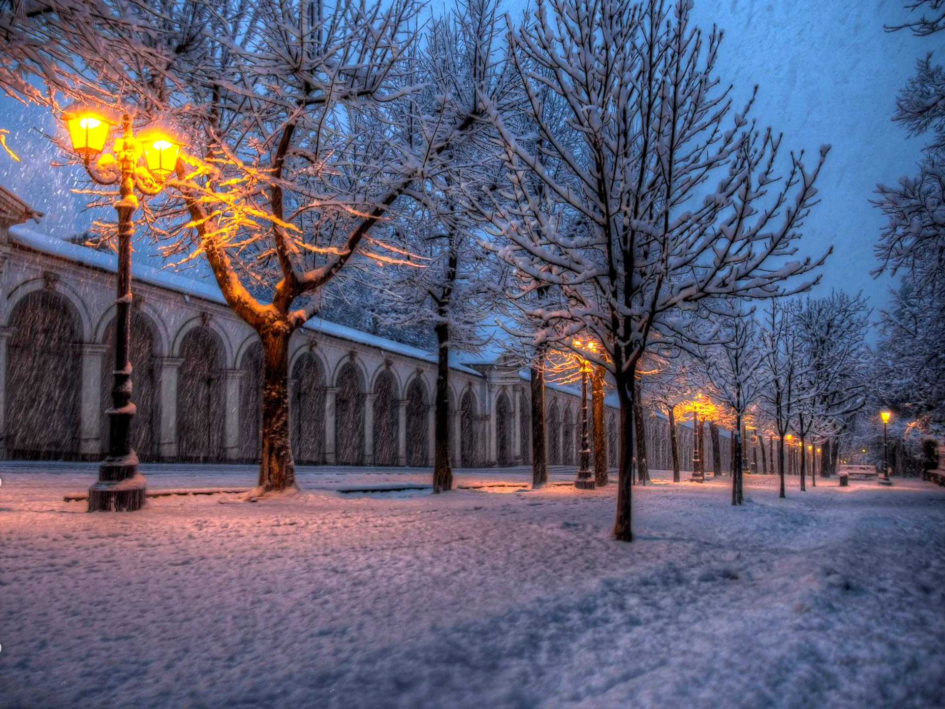 nature hiver neige arbres