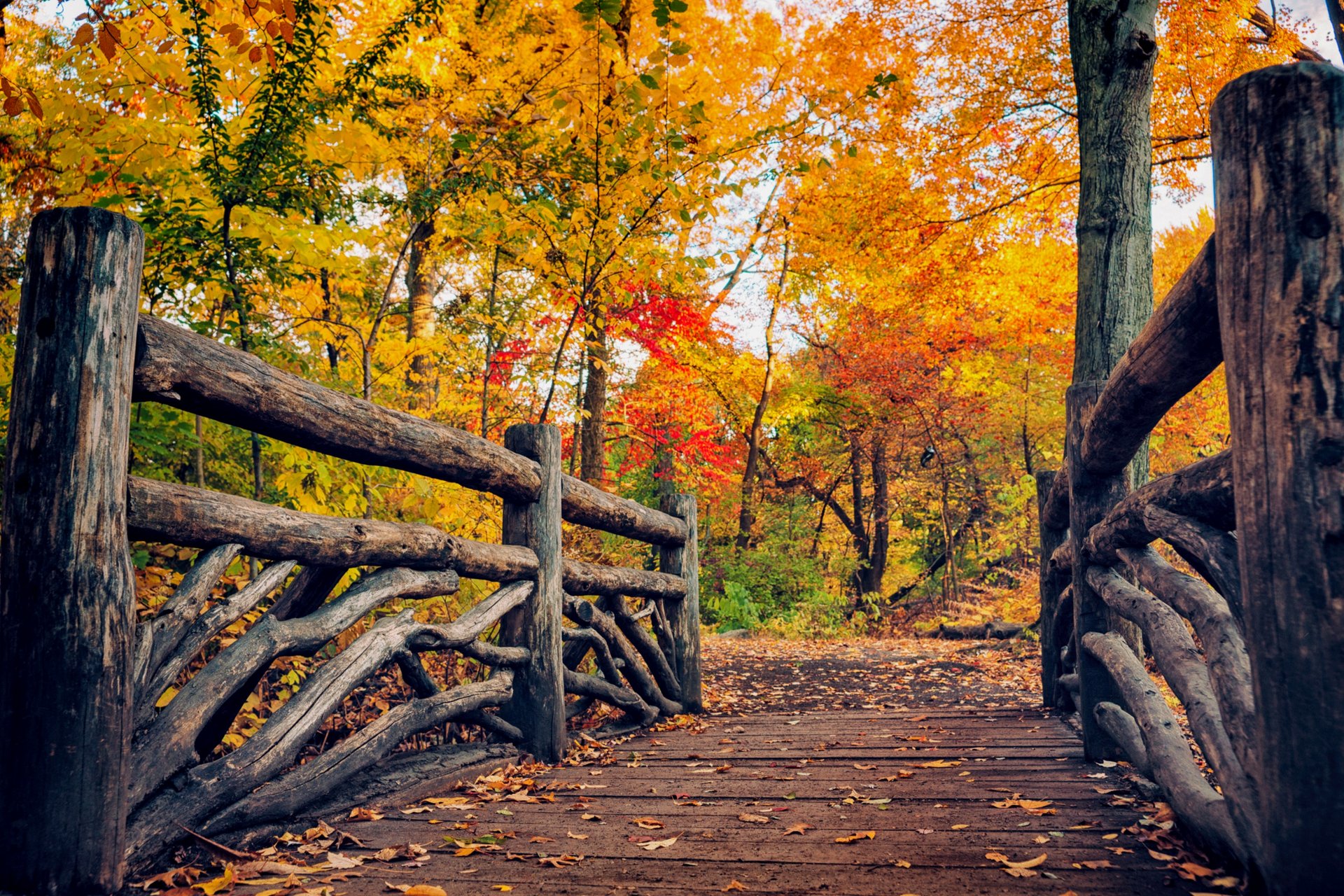 nature forêt parc arbres feuilles coloré route automne automne couleurs promenade