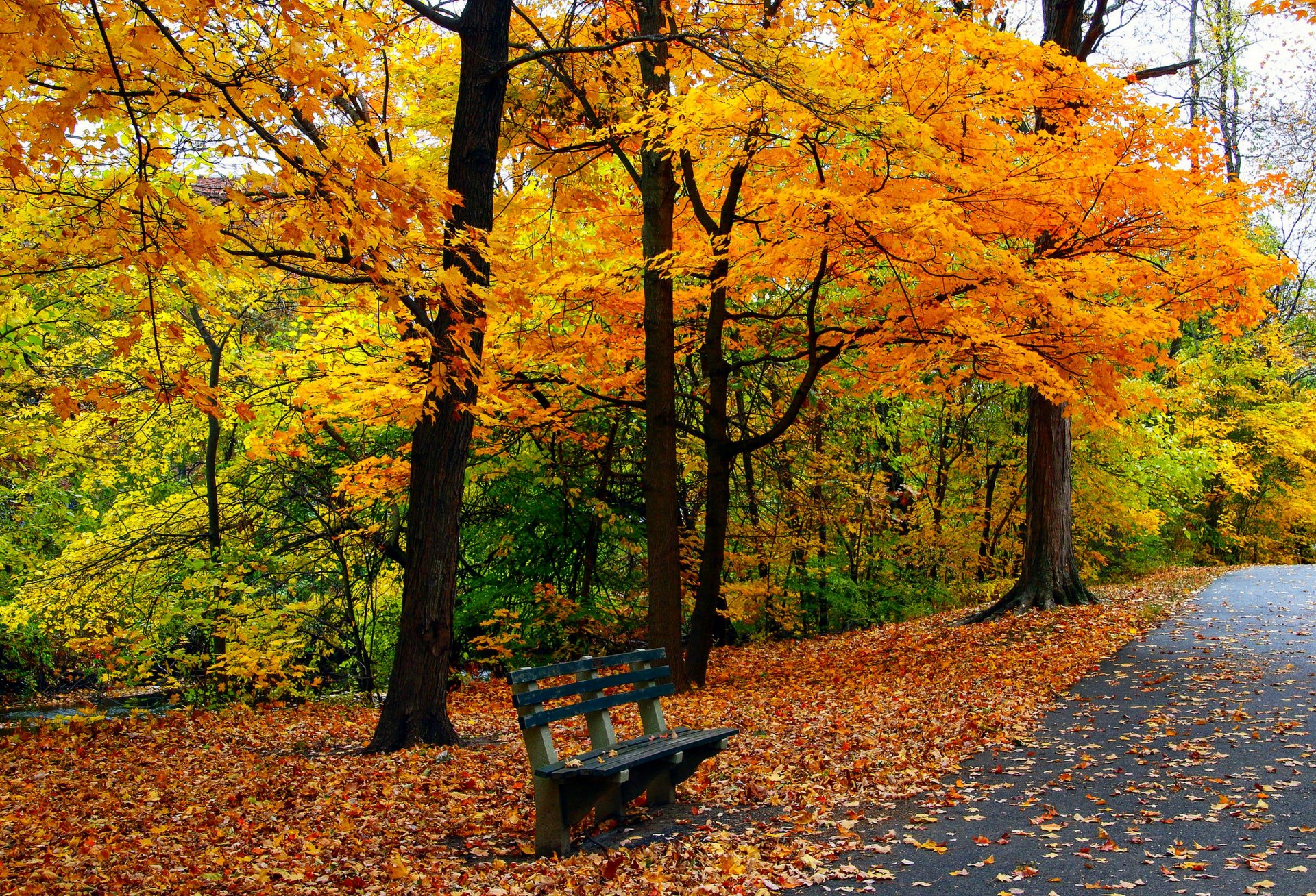 blätter bäume park gras straße farben herbst zu fuß hdr natur bank bank