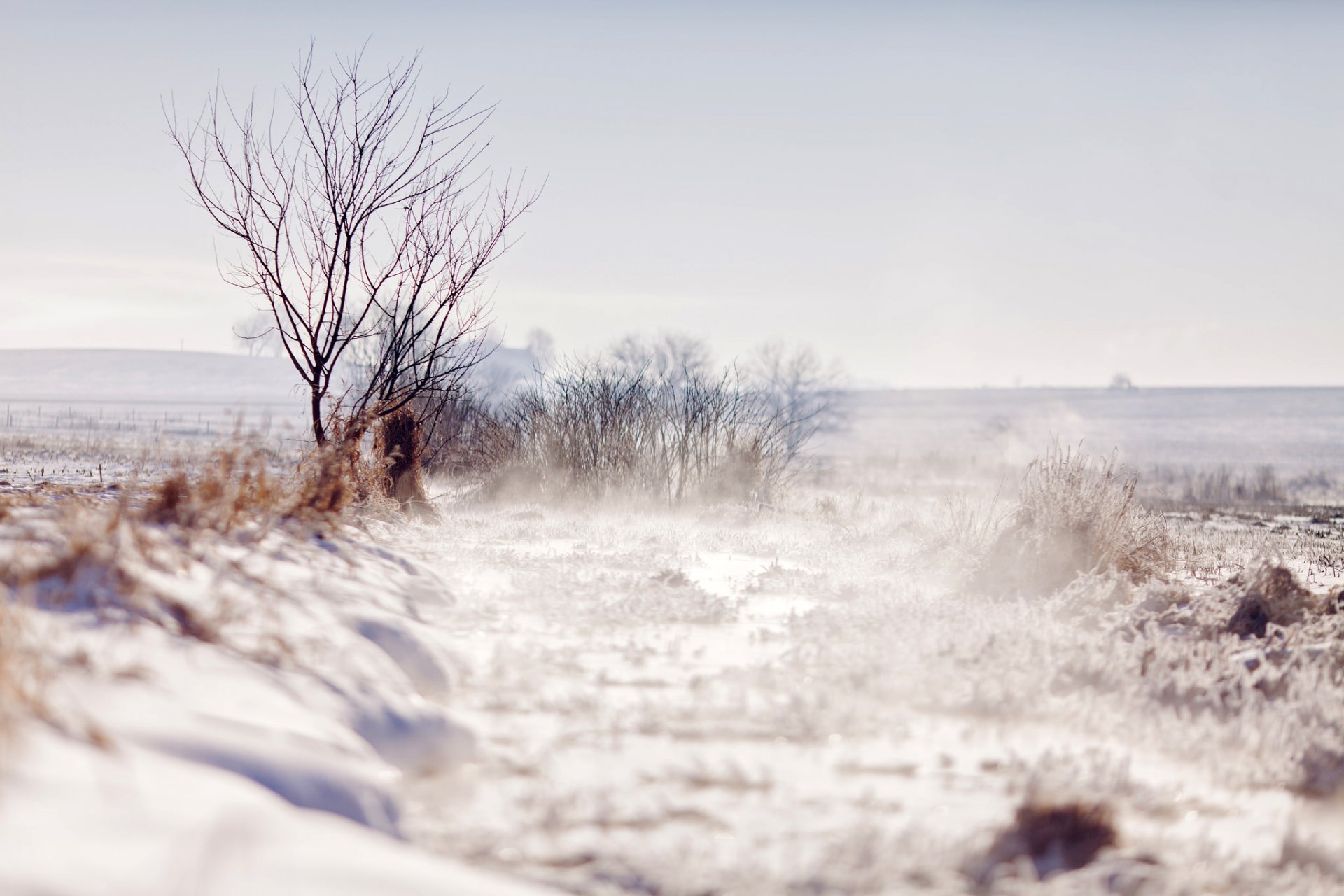 winter field snow tree trees branches nature