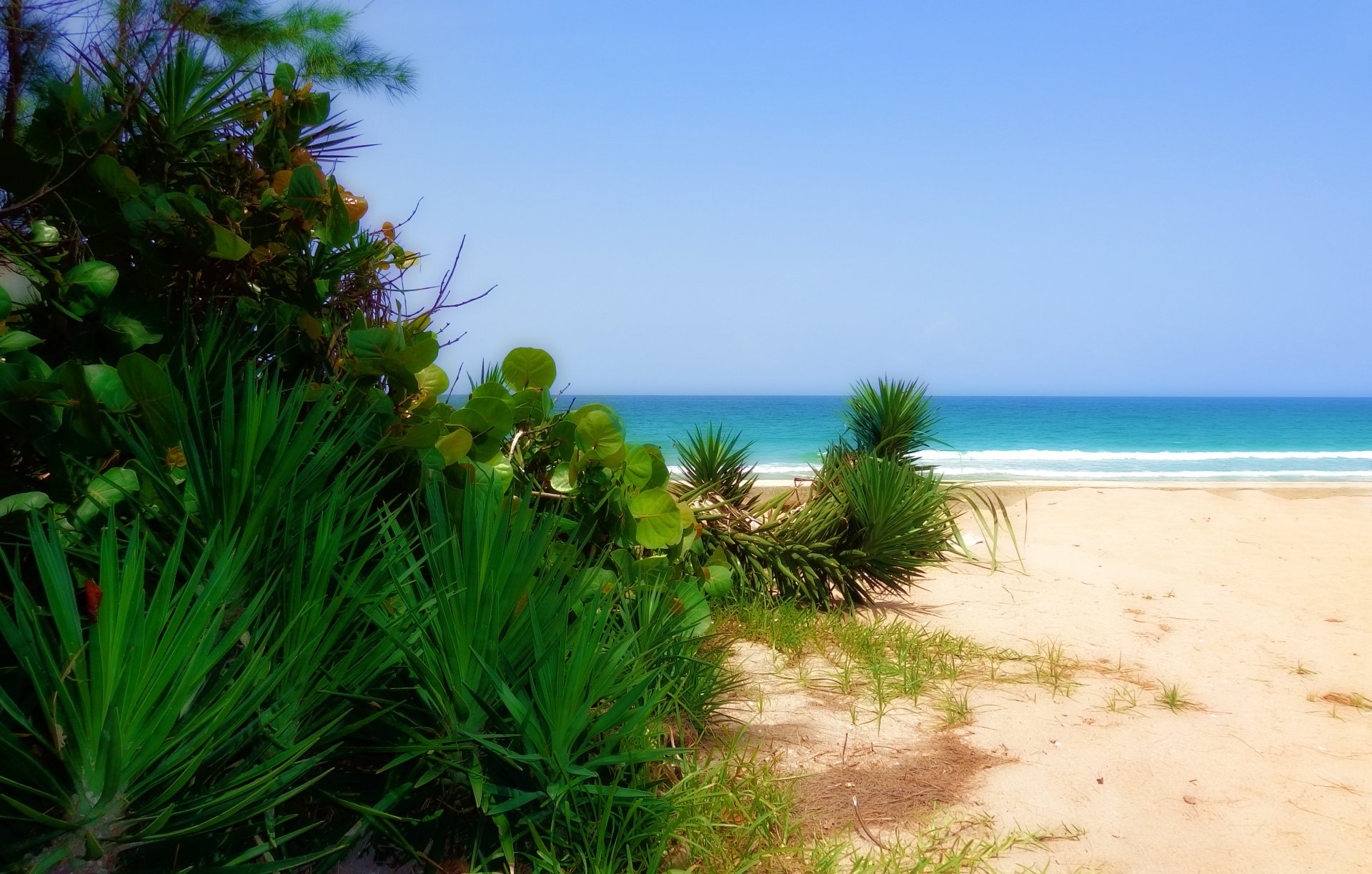 beach sand sea plant